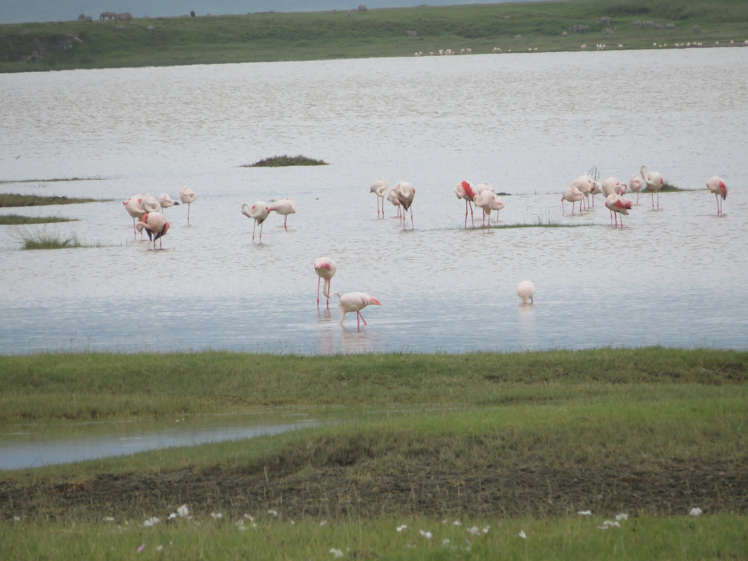 Safari Tanzania Flamingo.jpeg