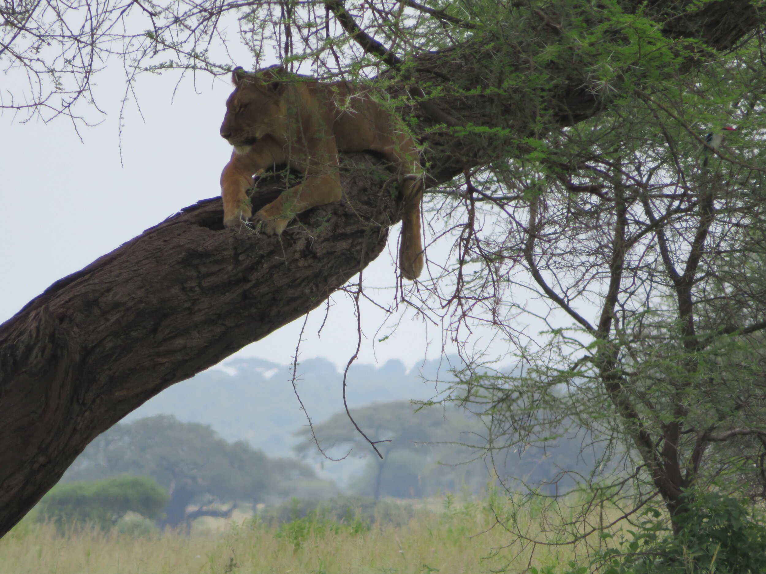 Safari Tanzania Female Lion.jpeg