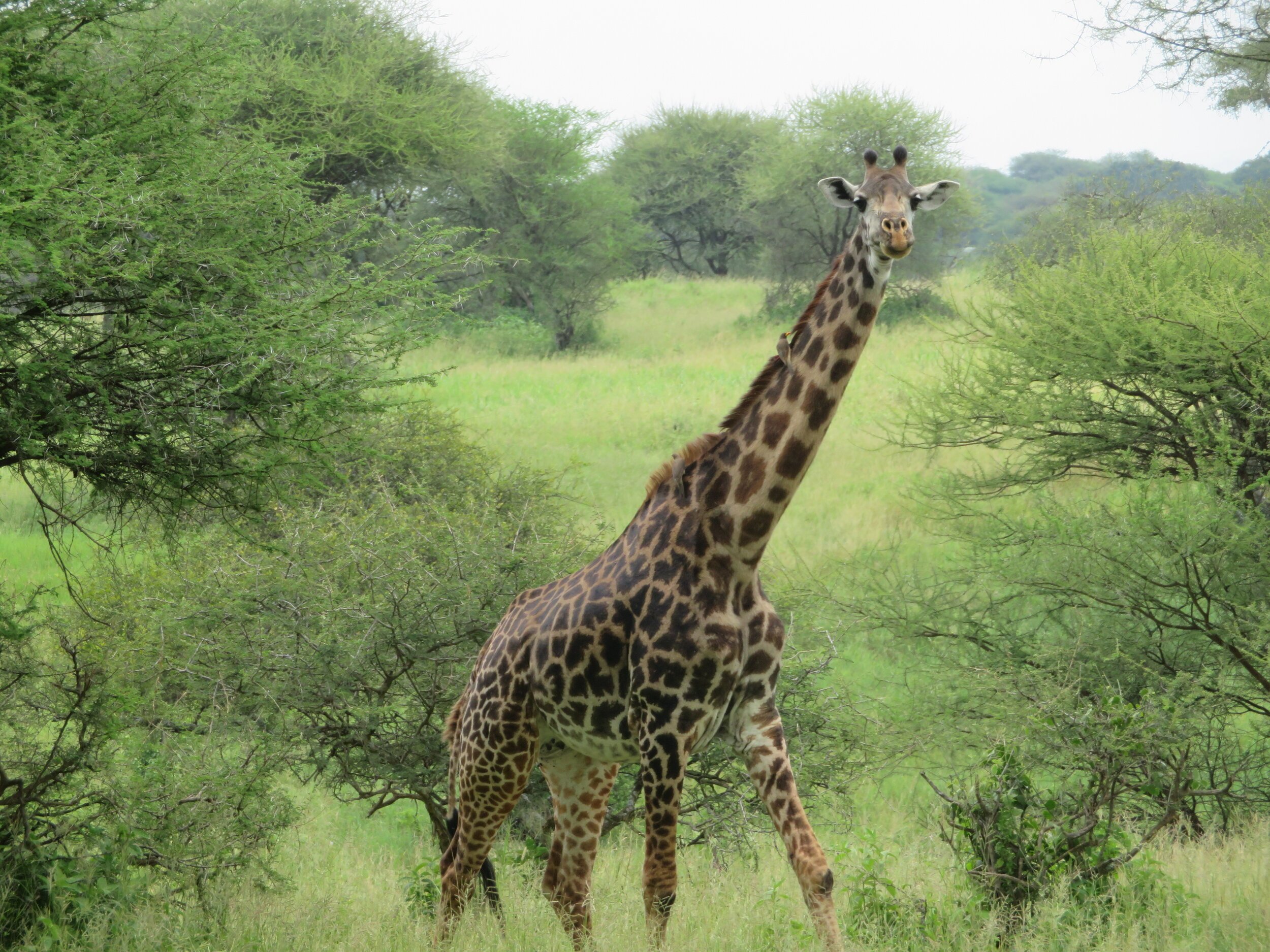 Safari Tanzania Giraffe .jpeg