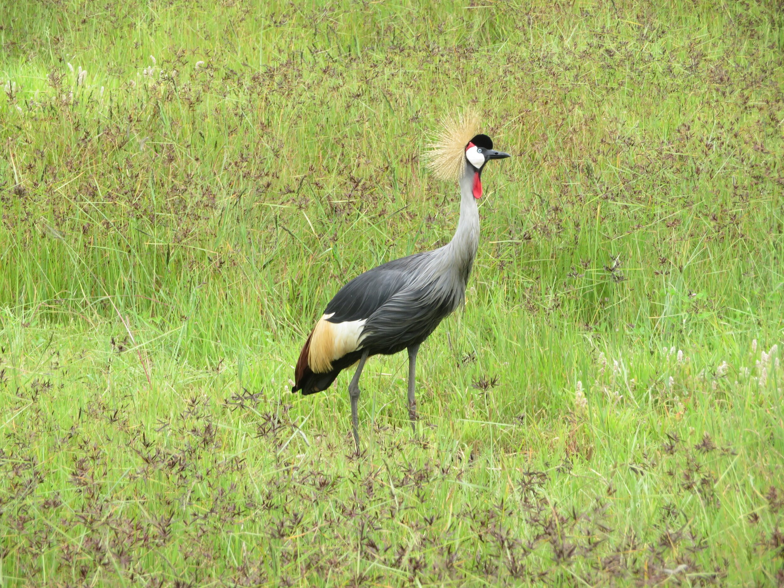 Safari Uganda National Bird.jpeg