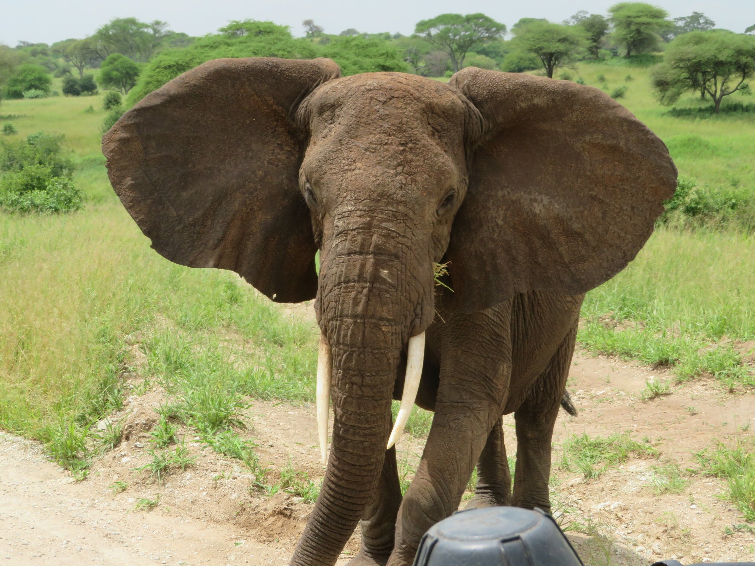 Safari Tanzania Elephant Close Up.jpeg