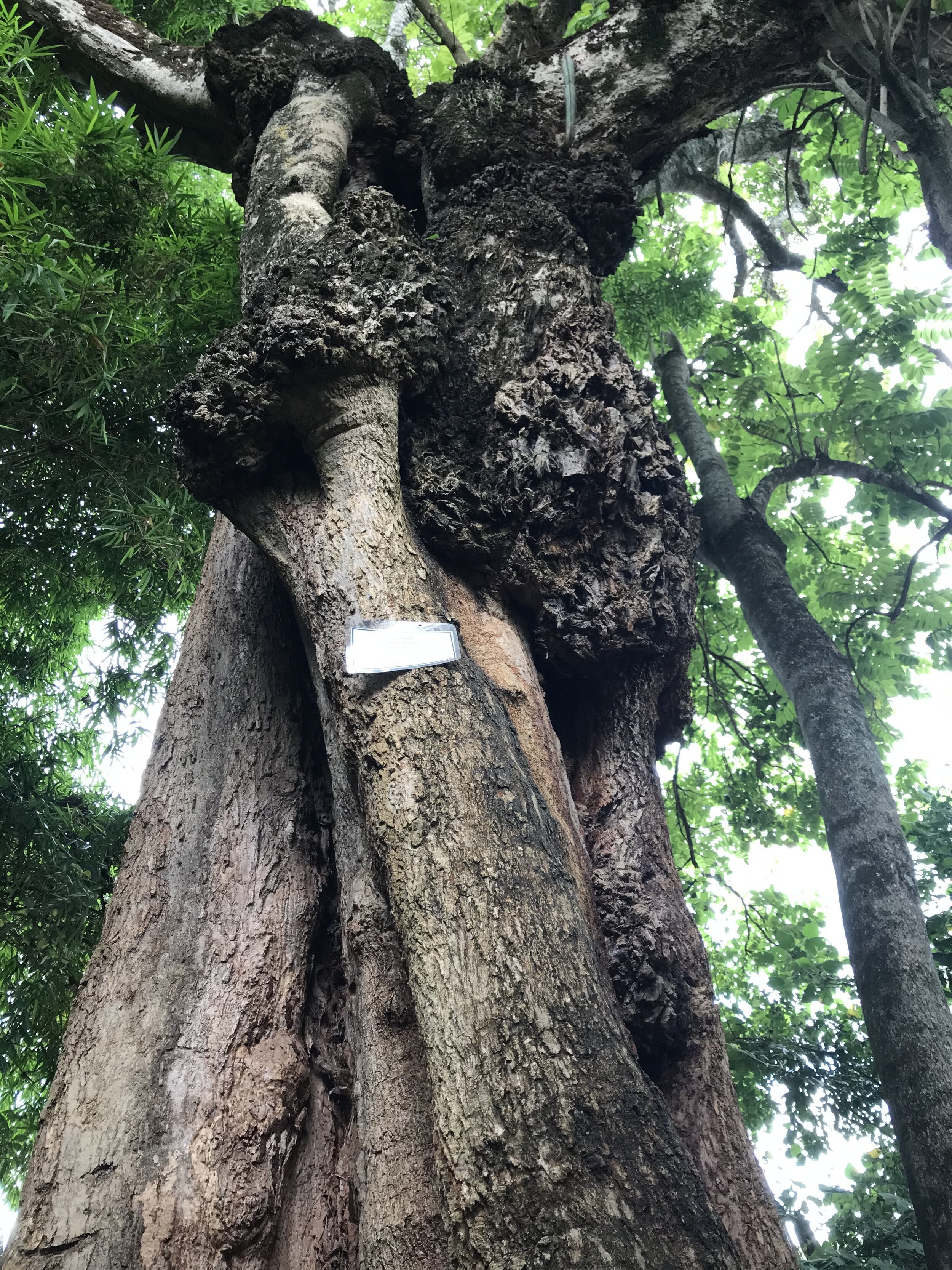 Nairobi Tree.jpeg