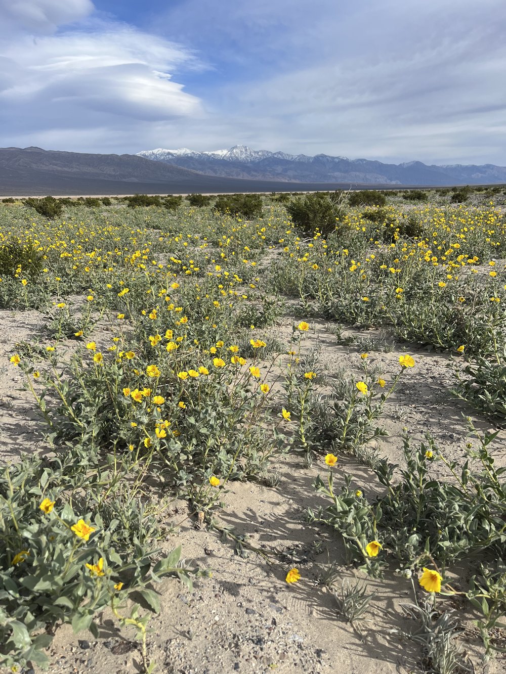 Death Valley California Panamint Spring Flowers.jpg