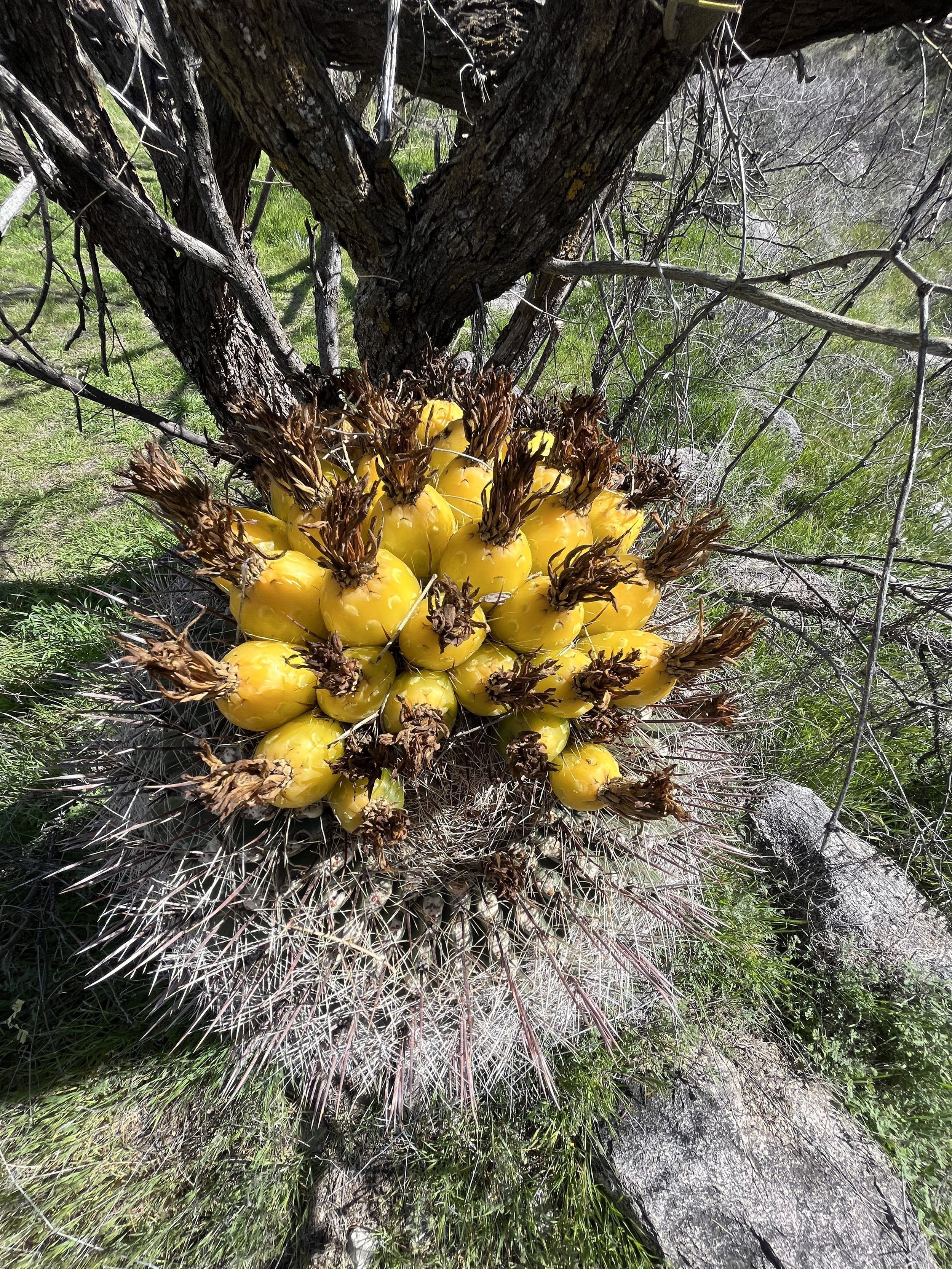 Arizona Trail Cactus Bloom.jpg