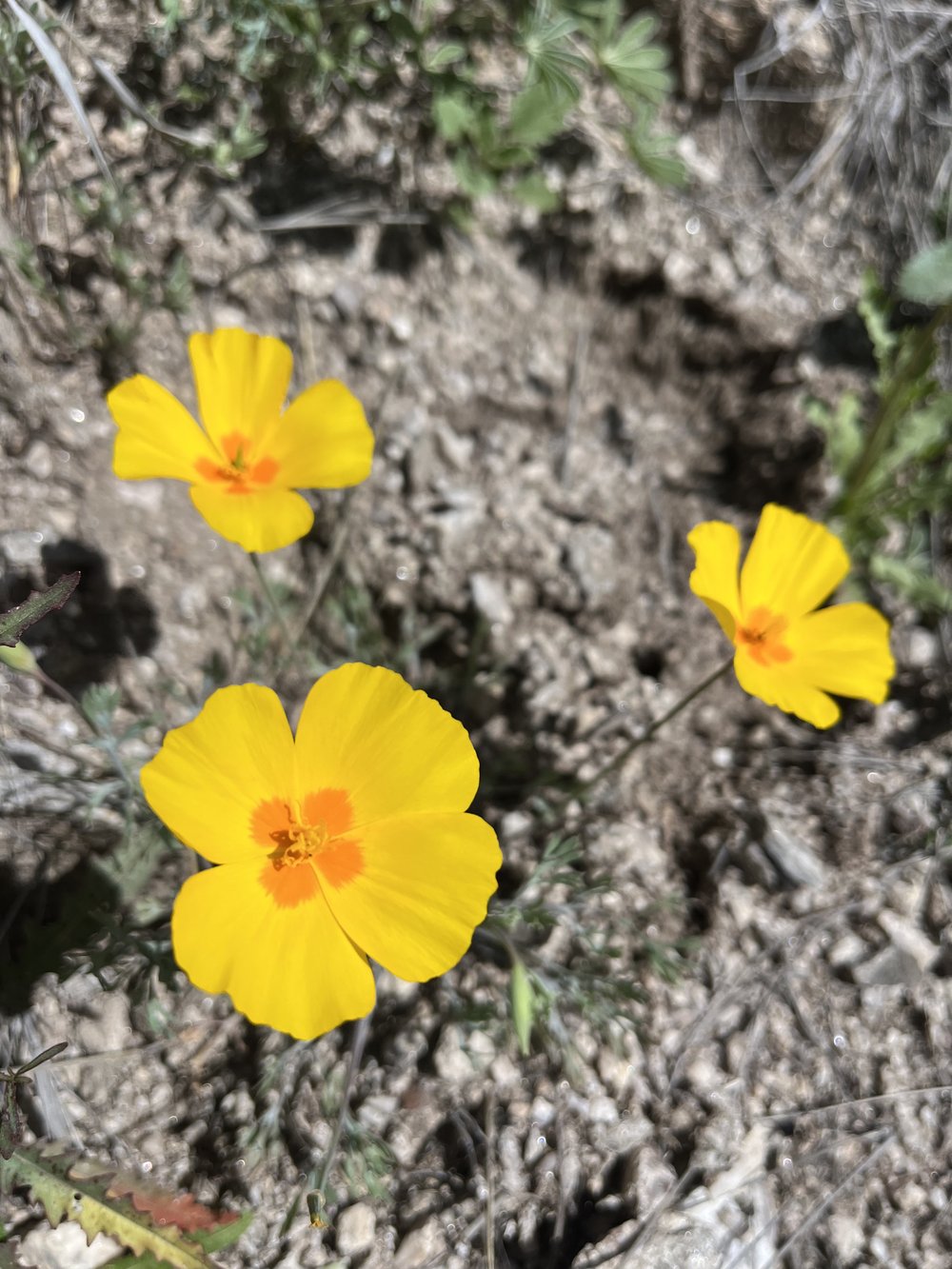 Arizona Trail Spring Wildflowers.jpg