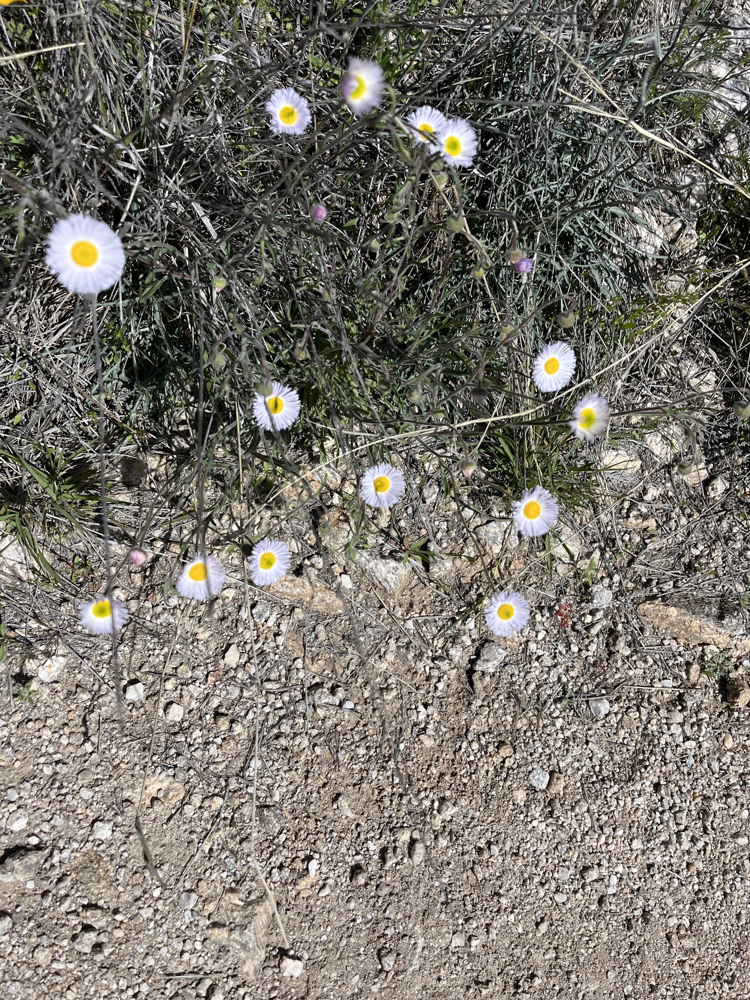 Arizona Trail Spring Flowers.jpg