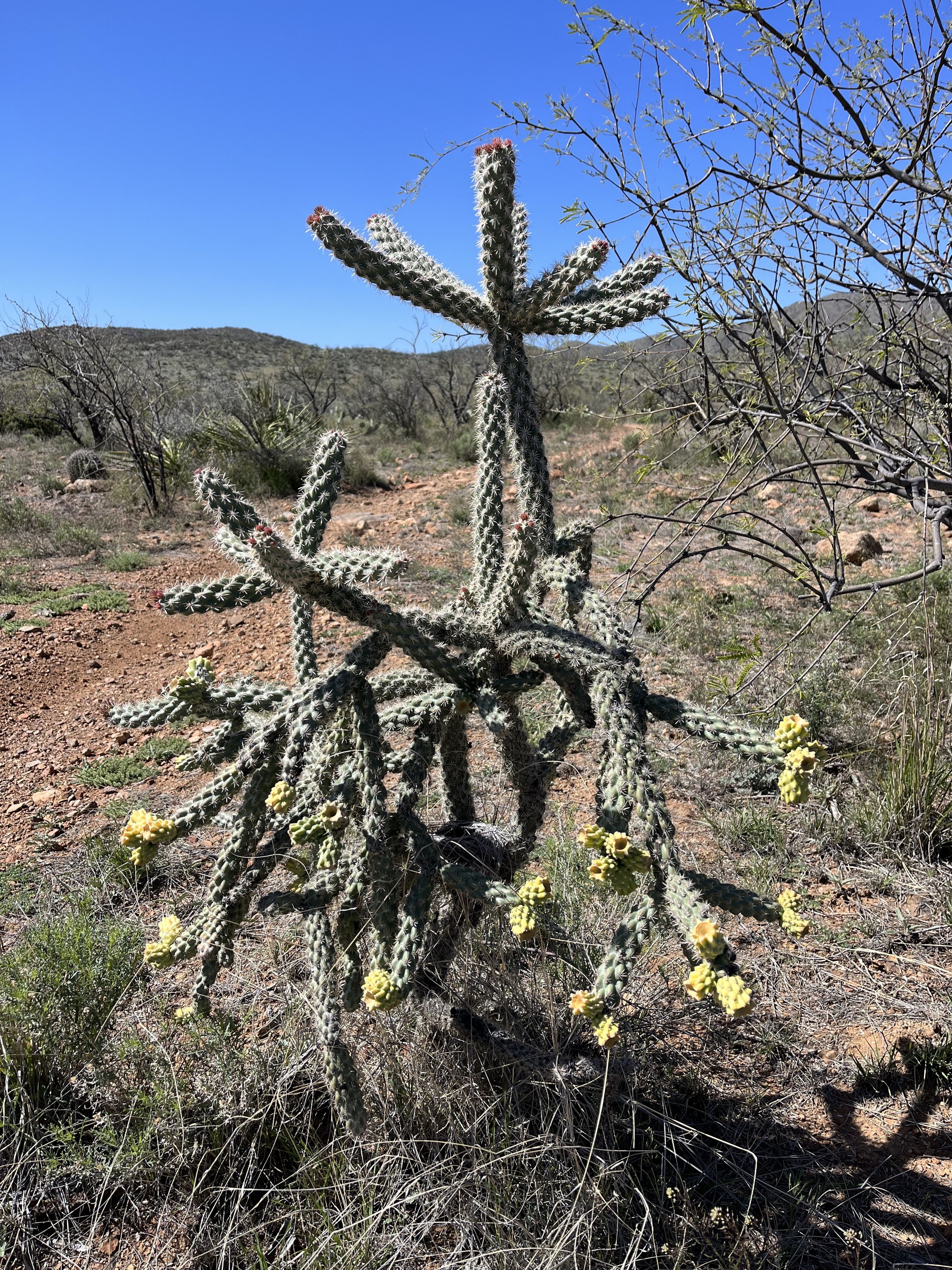 Arizona Trail Cacti.jpg