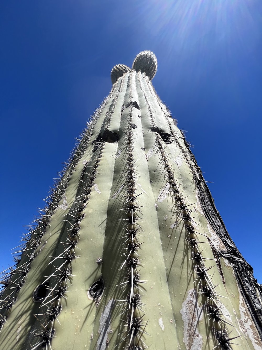 Arizona Trail Passage 8 Saguaro Cactus.jpg