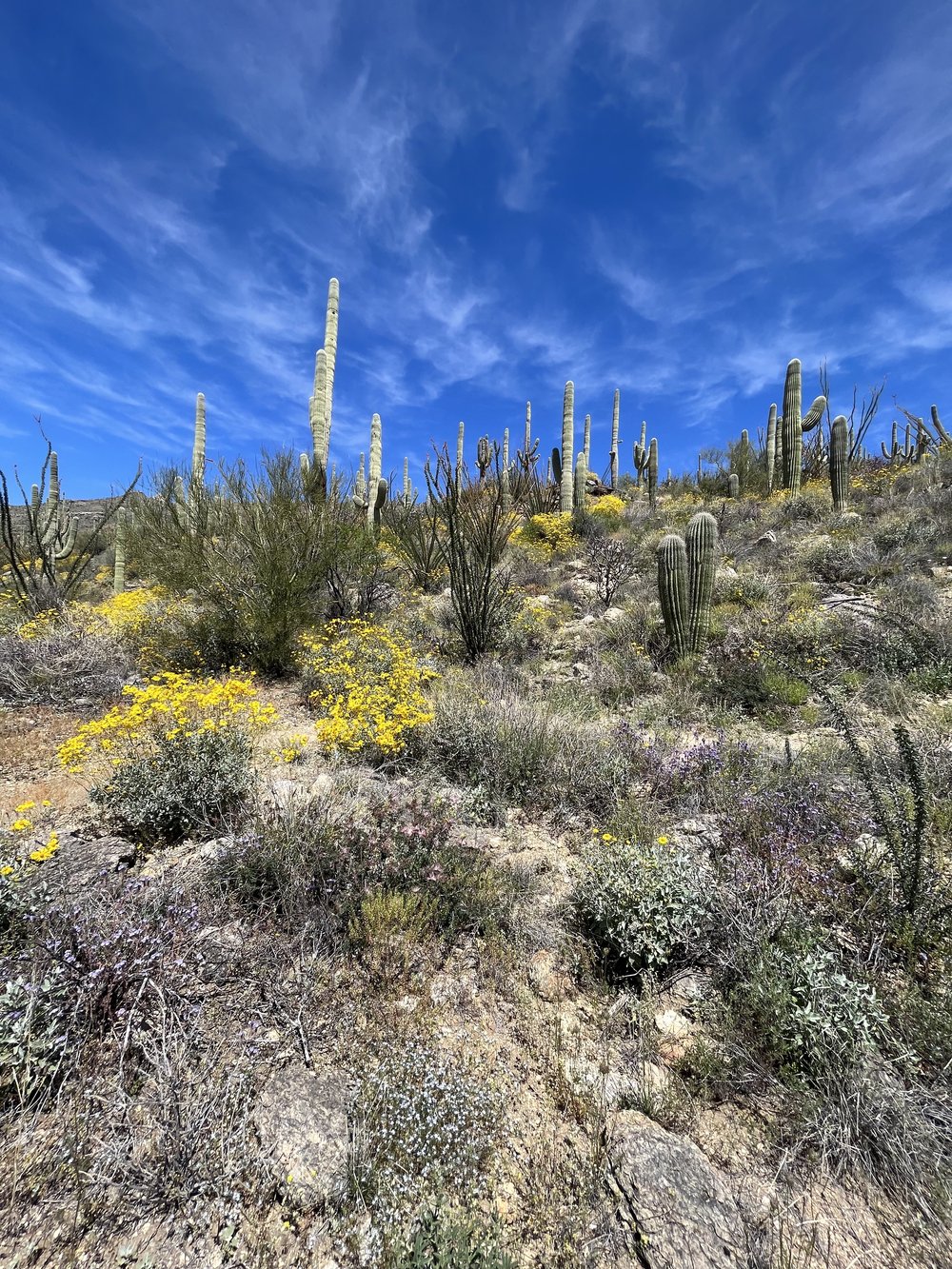 AZT Saguaro National Park.jpg