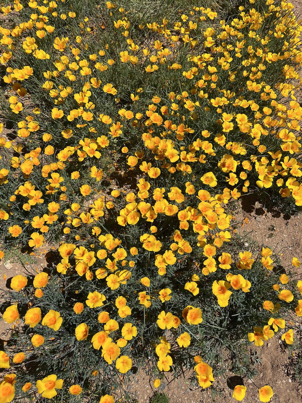 AZT Saguaro National Park 3.jpg