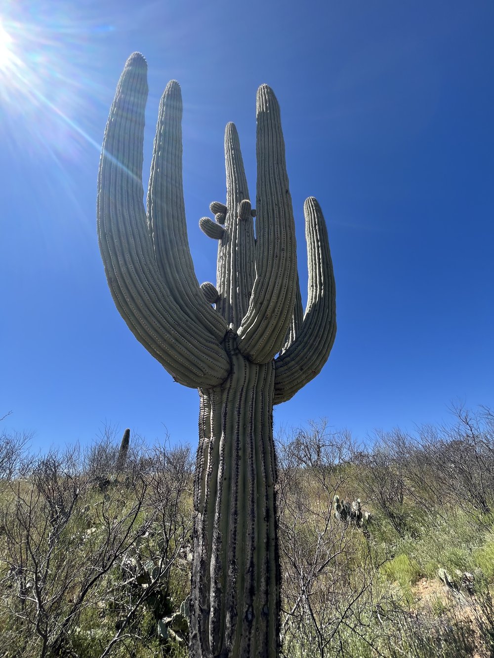 AZT Saguaro National Park 6.jpg