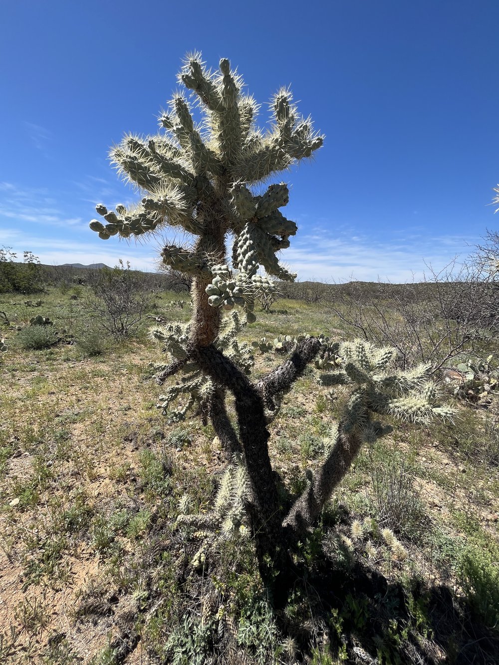 AZT Saguaro National Park 5.jpg