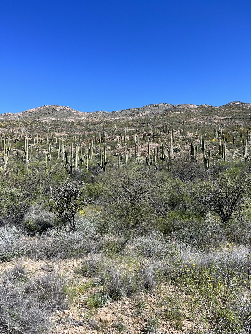 Saguaro National Park.jpg