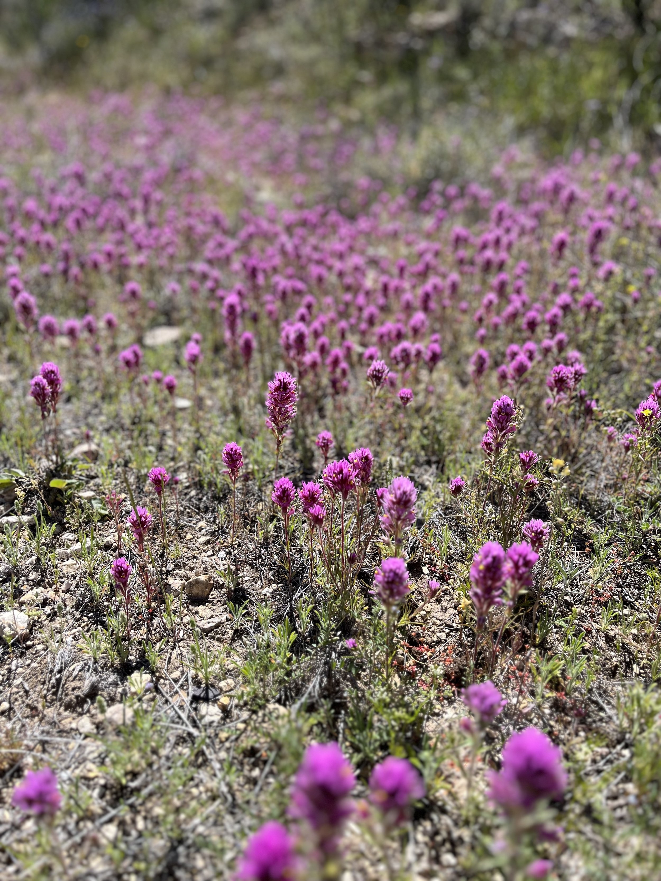 Saguaro National Park 5.jpg