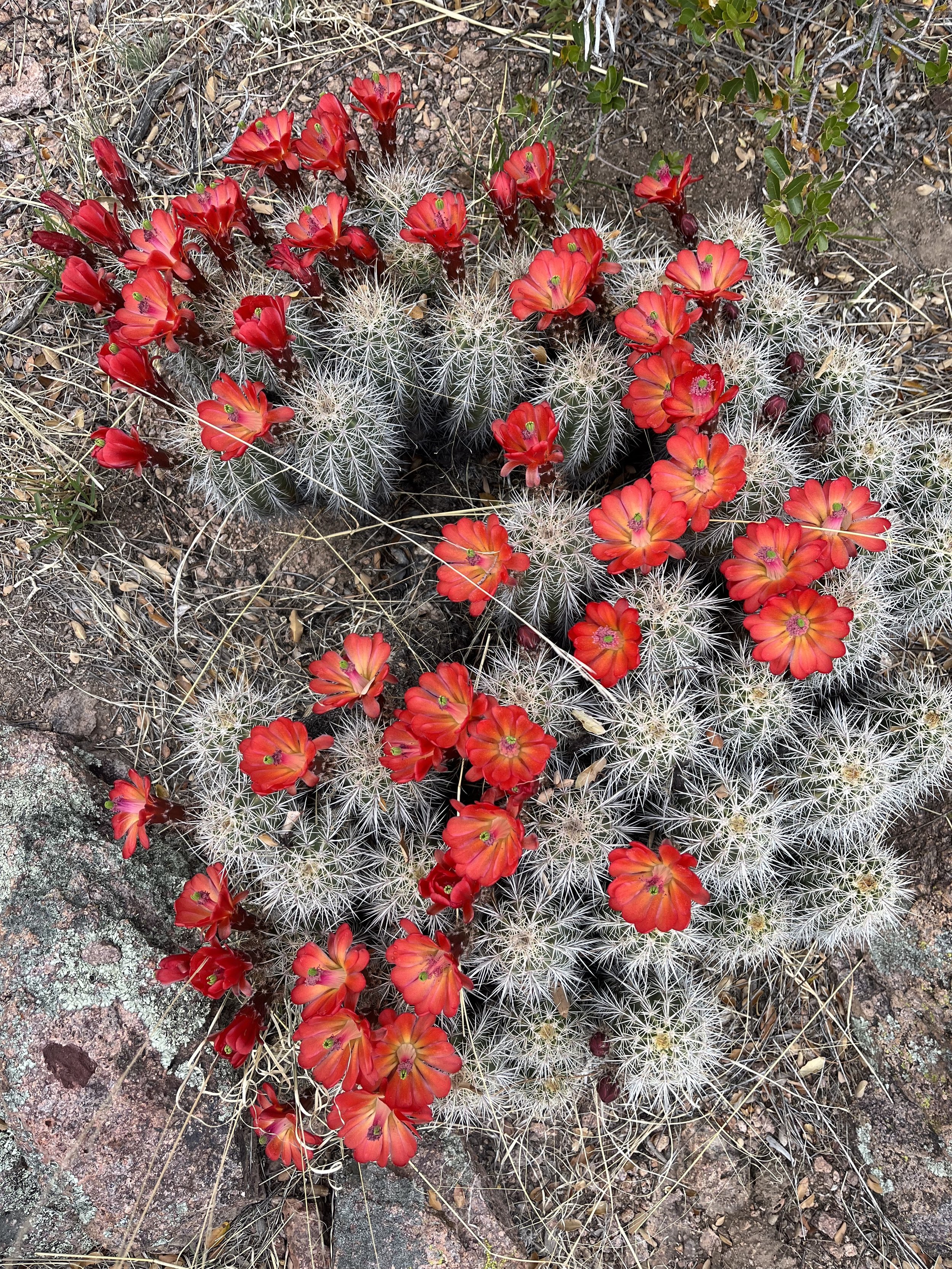 Arizona Trail Passage 2 Cactus Bloom.jpg