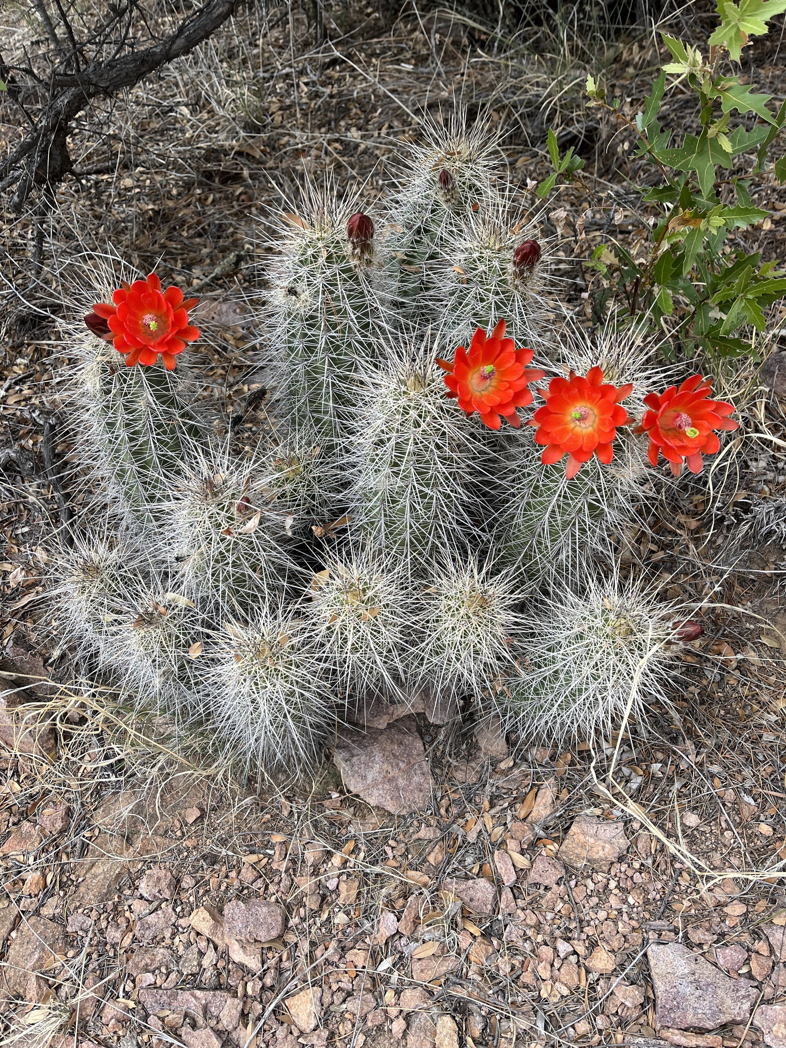 Arizona Trail Passage 2 Cactus Bloom Two.jpg