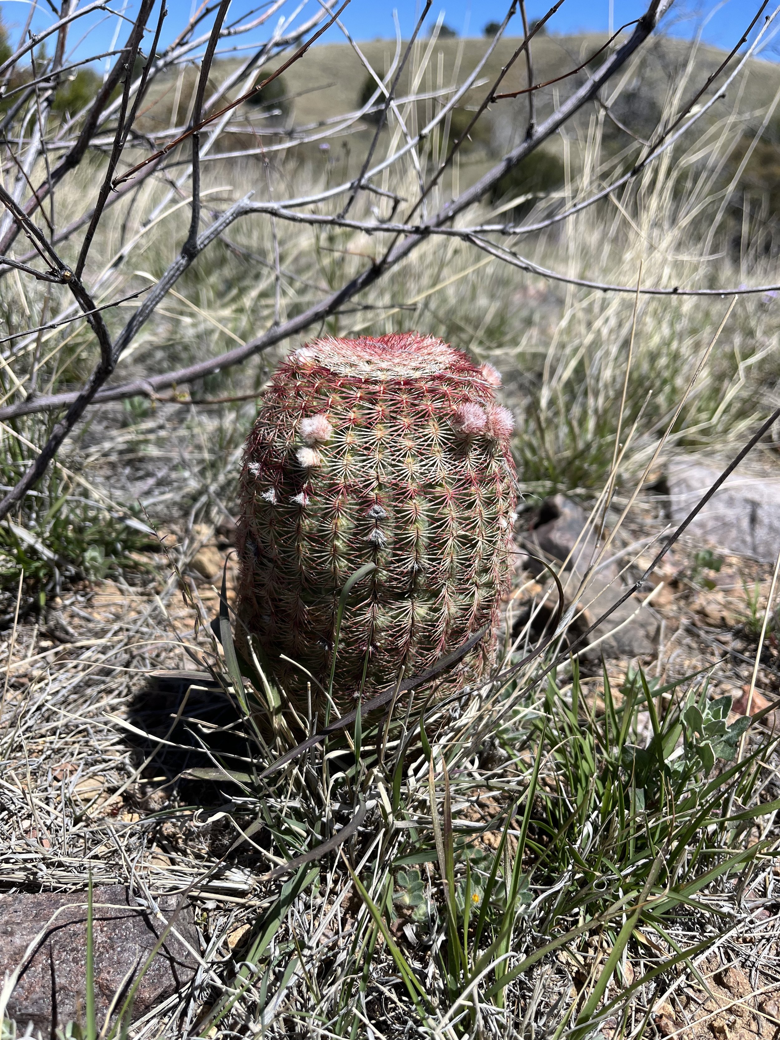 Arizona Trail Passage 5 Cacti.jpg