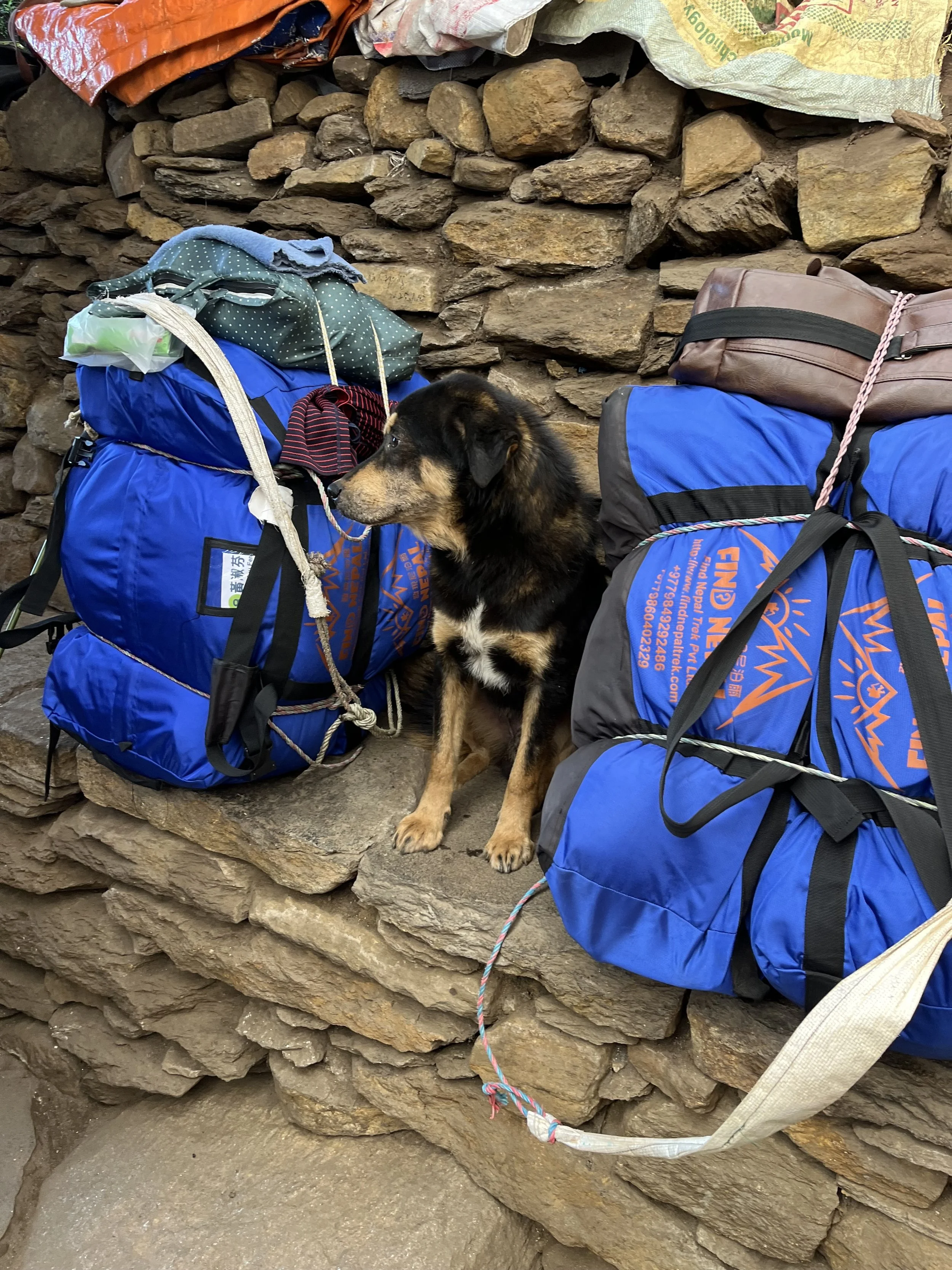 doggo annapurna base camp trek.jpg