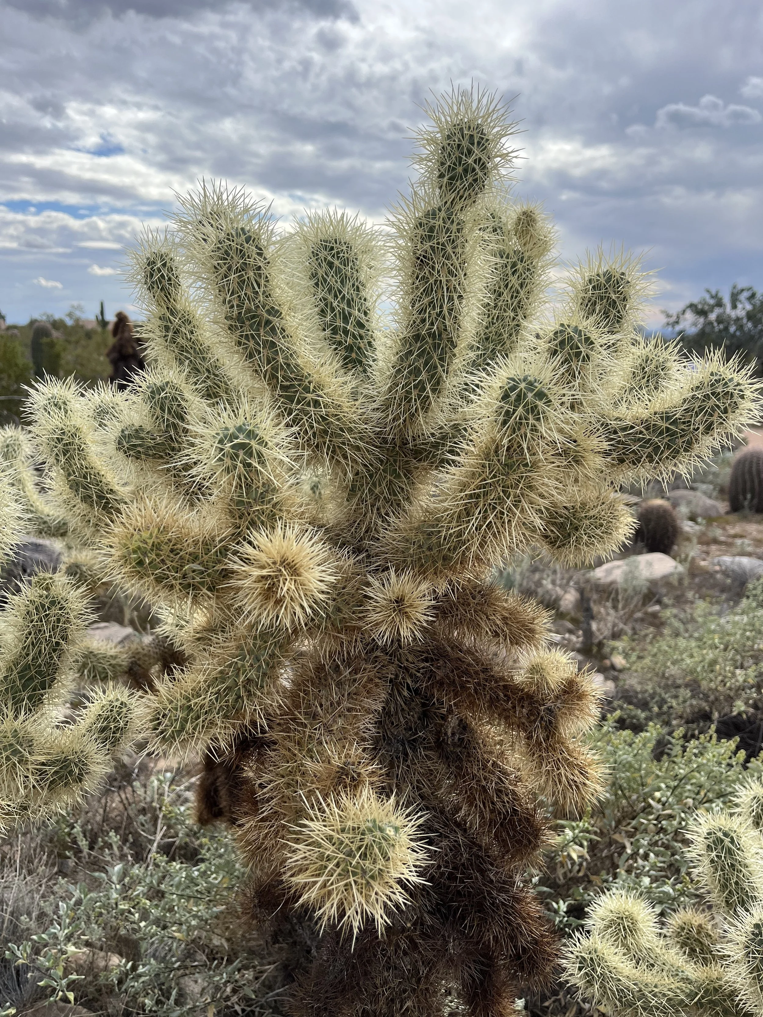 Cholla cactus.jpg
