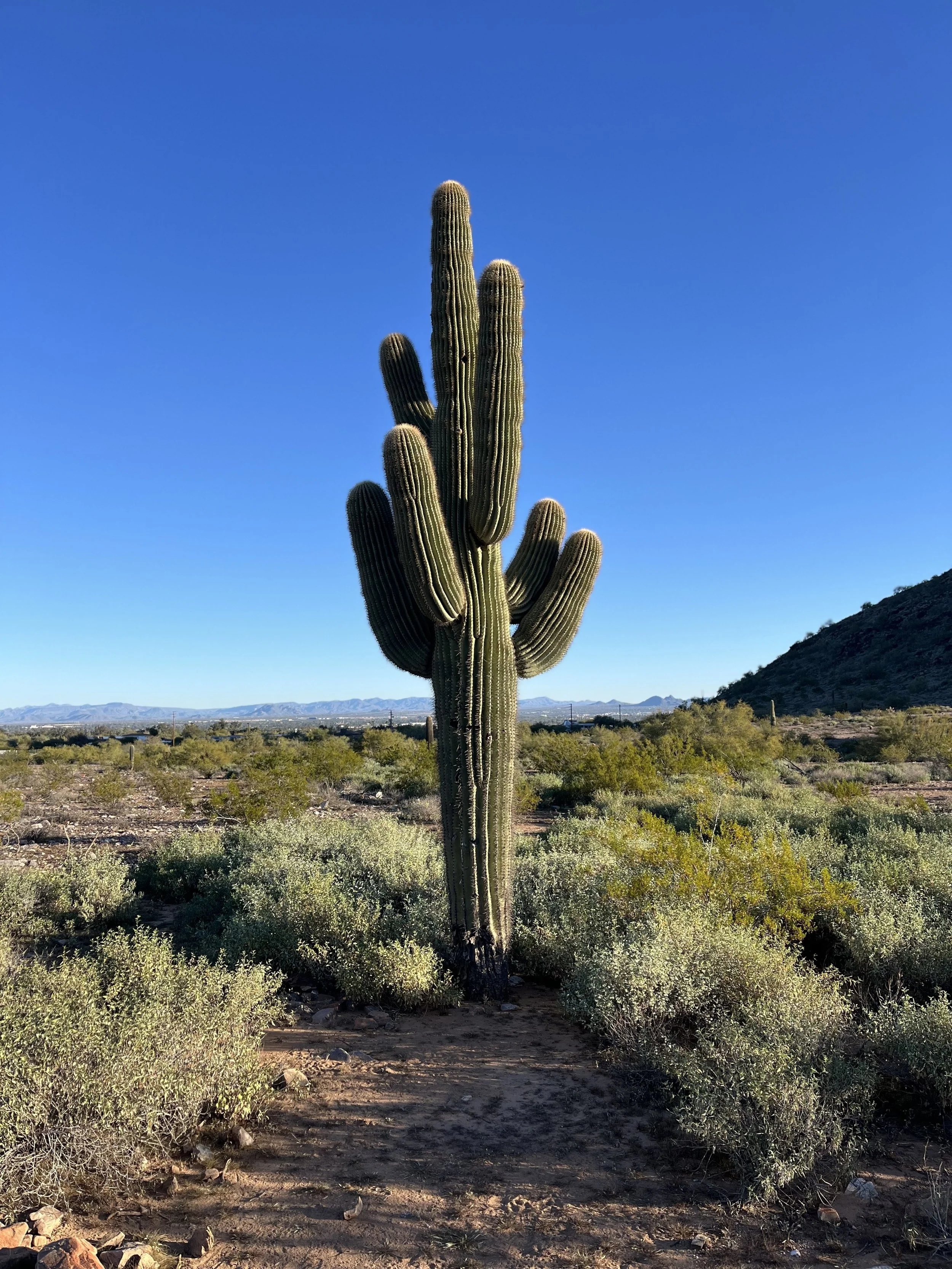 Phoenix Saguaro Cactus.jpg