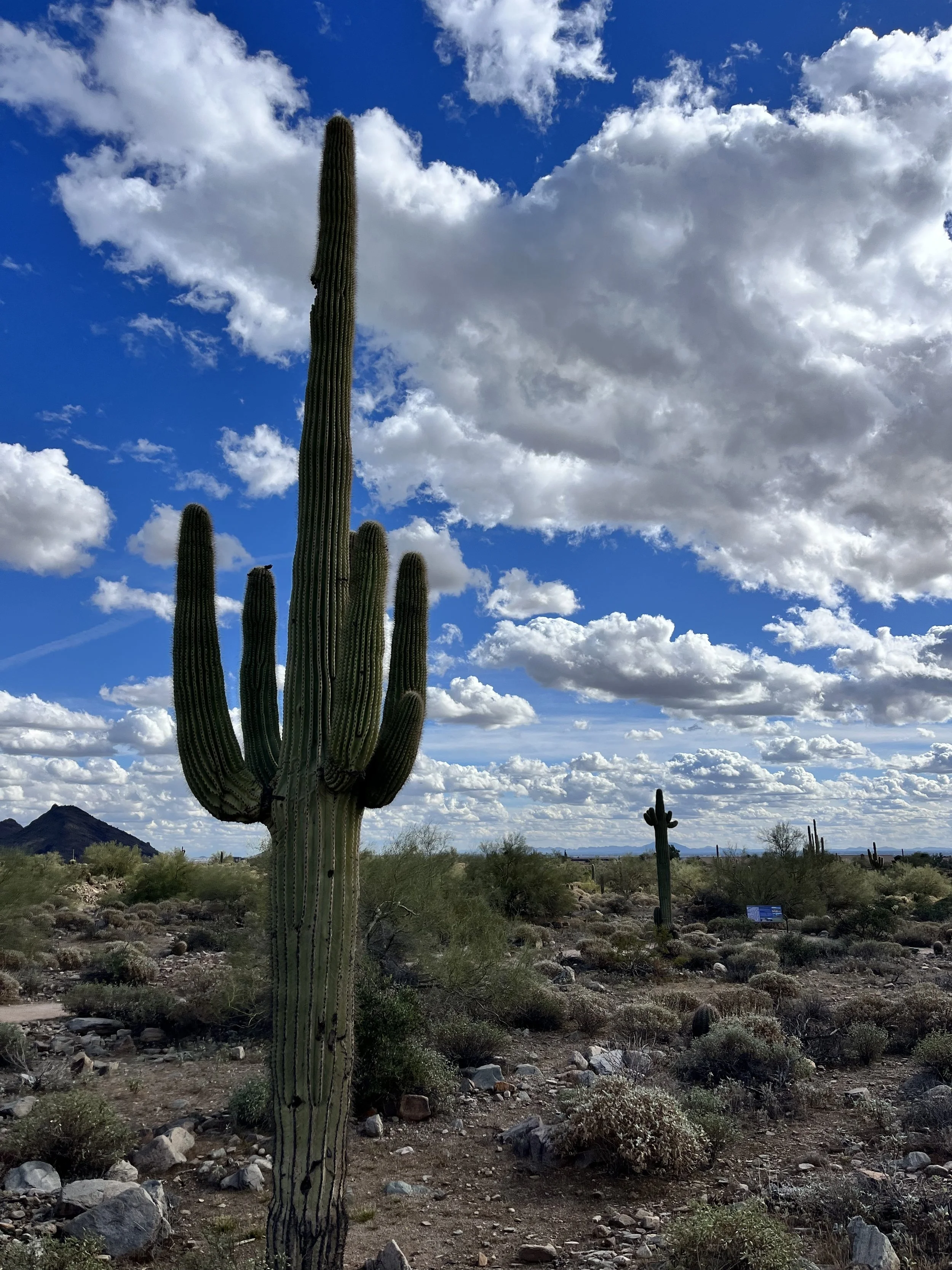Cloudy Saguaro.jpg