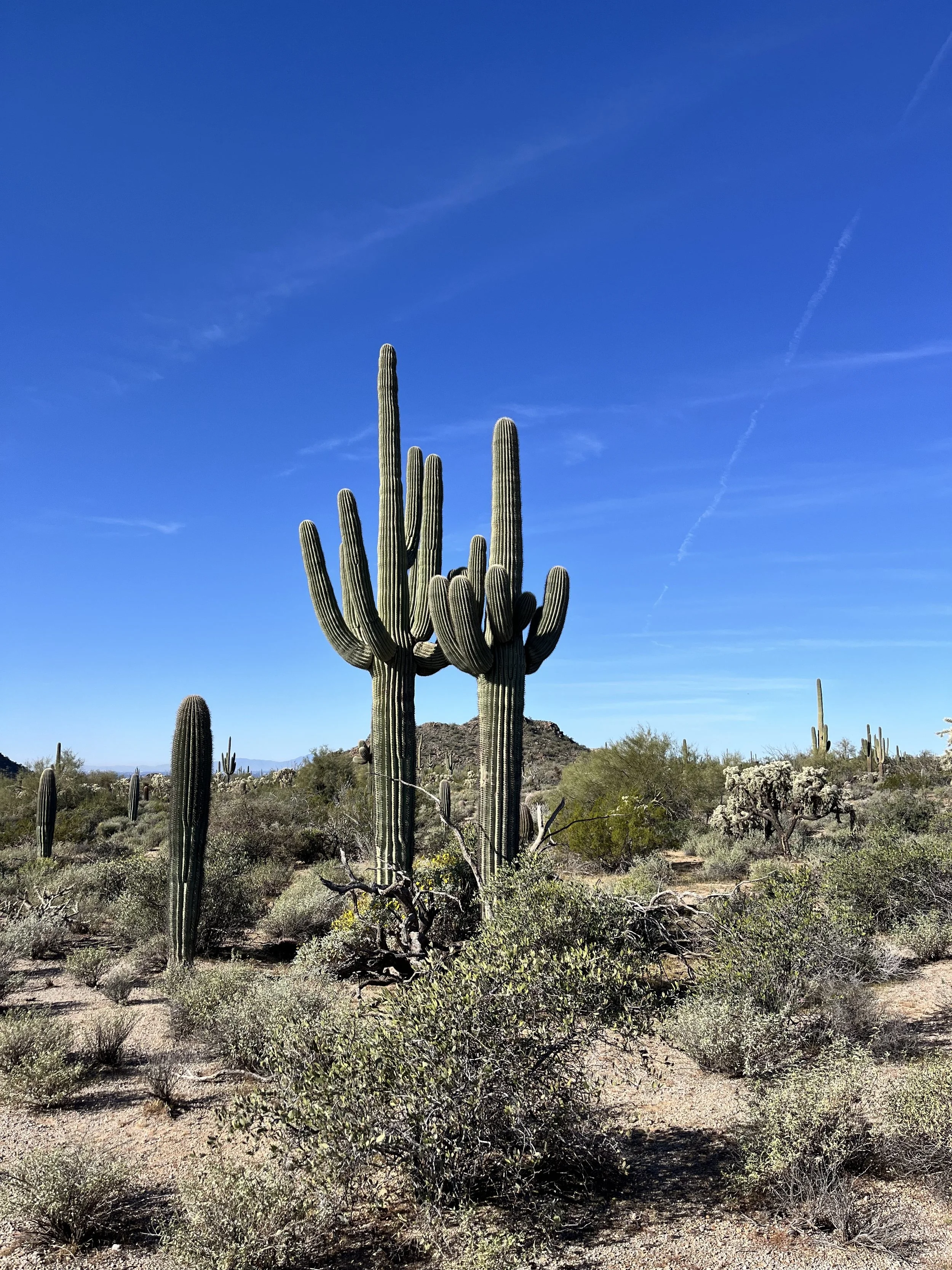 Saguaro Cactus Twins.jpg