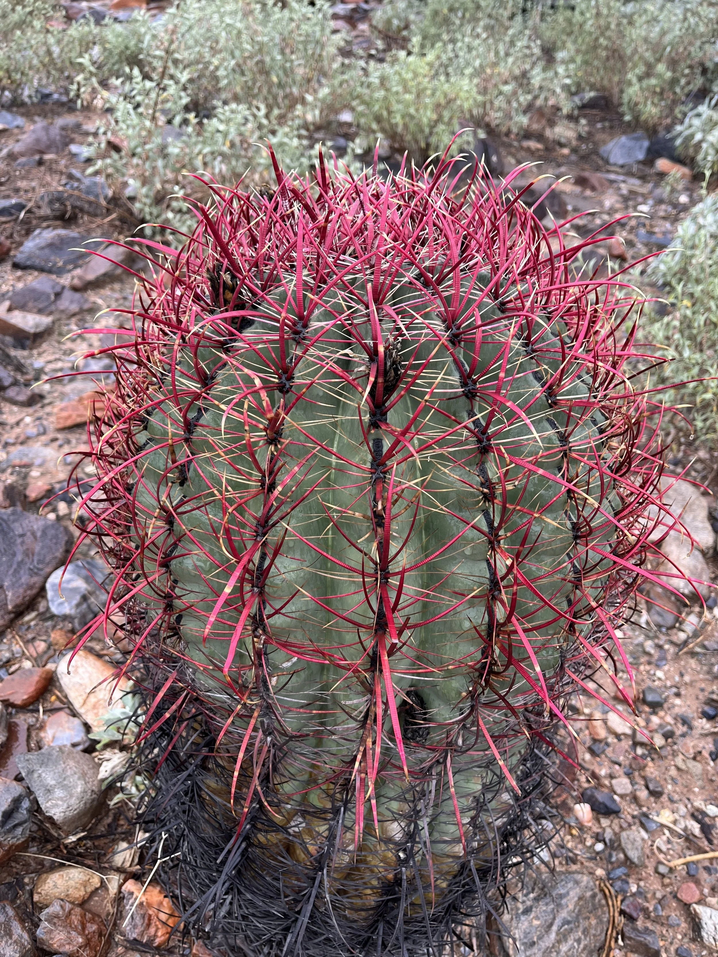 Barrel Cactus.jpg