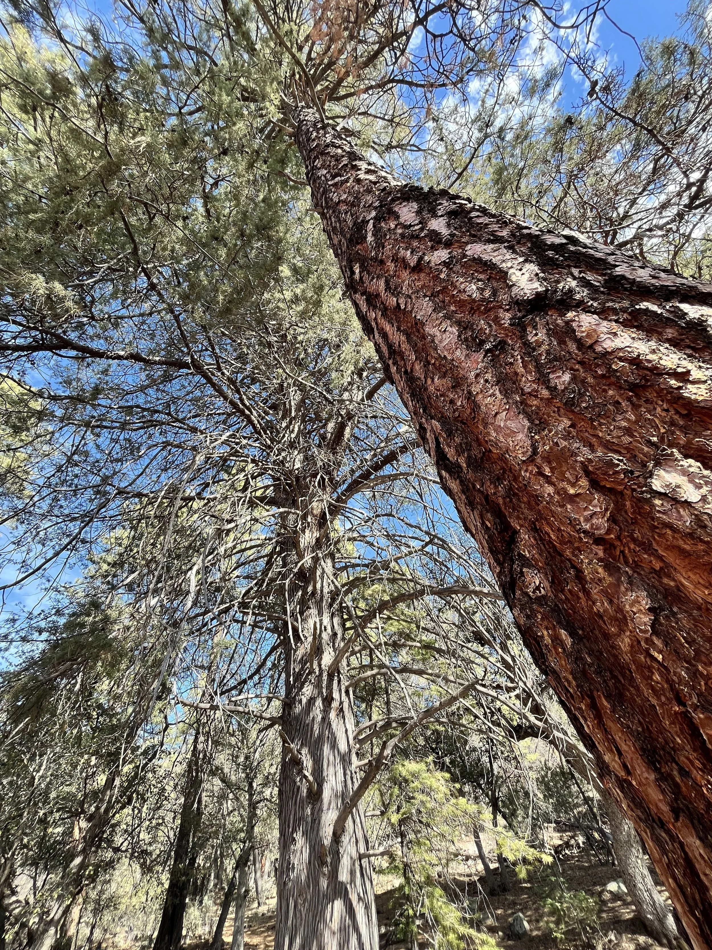 Pine Arizona.jpg