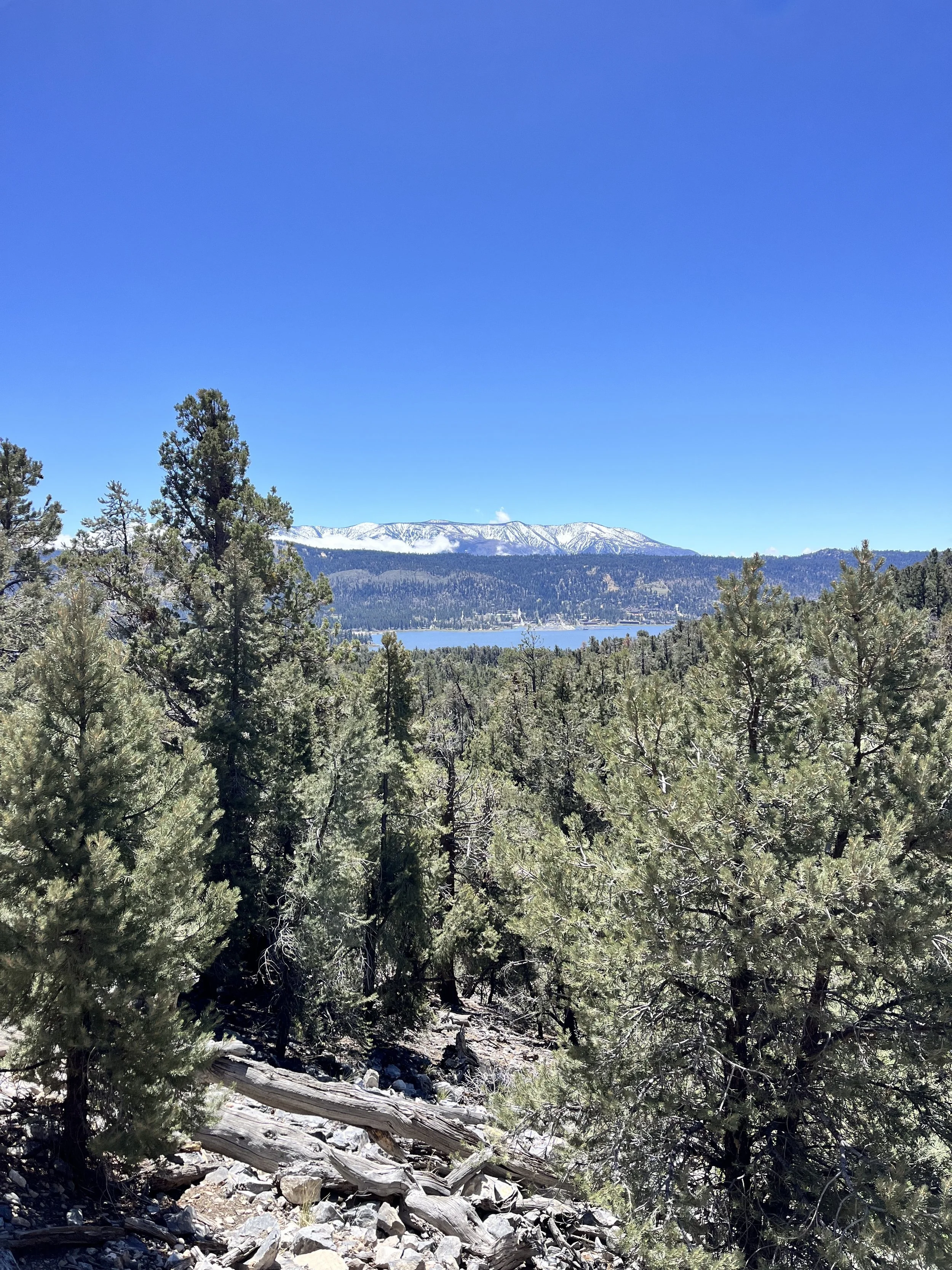 BIg Bear on the PCT.jpg
