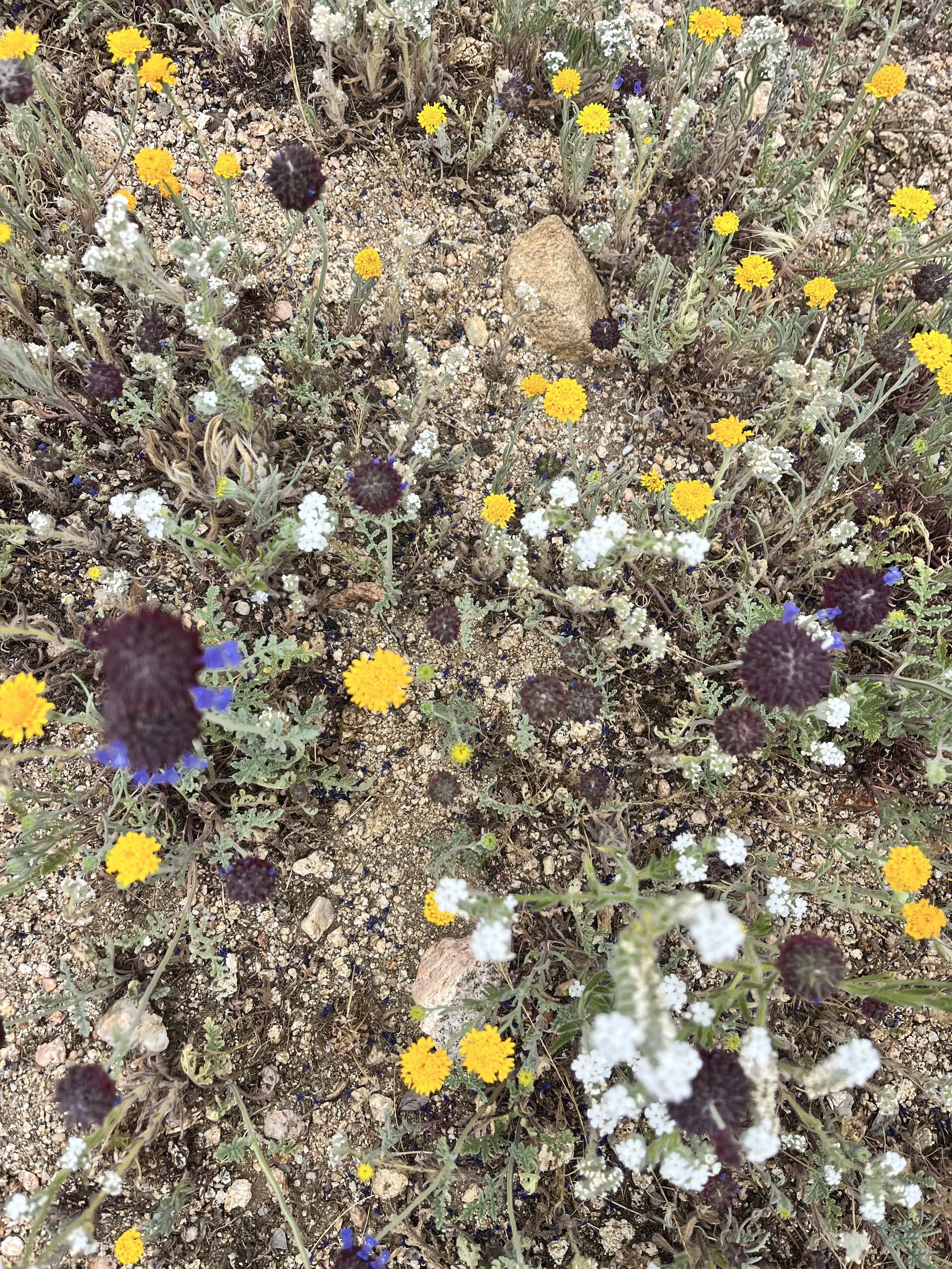 Flowers on the PCT 2.jpg