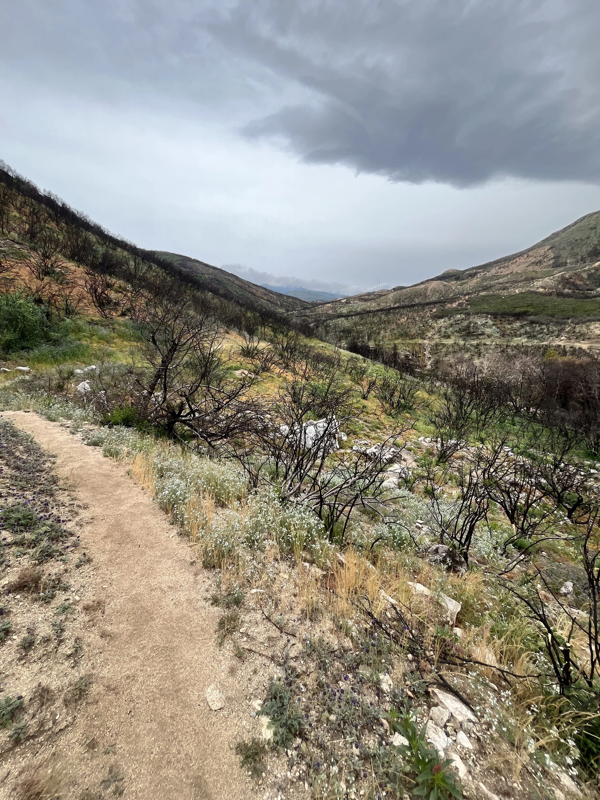 PCT in Silverwood Lake.jpg