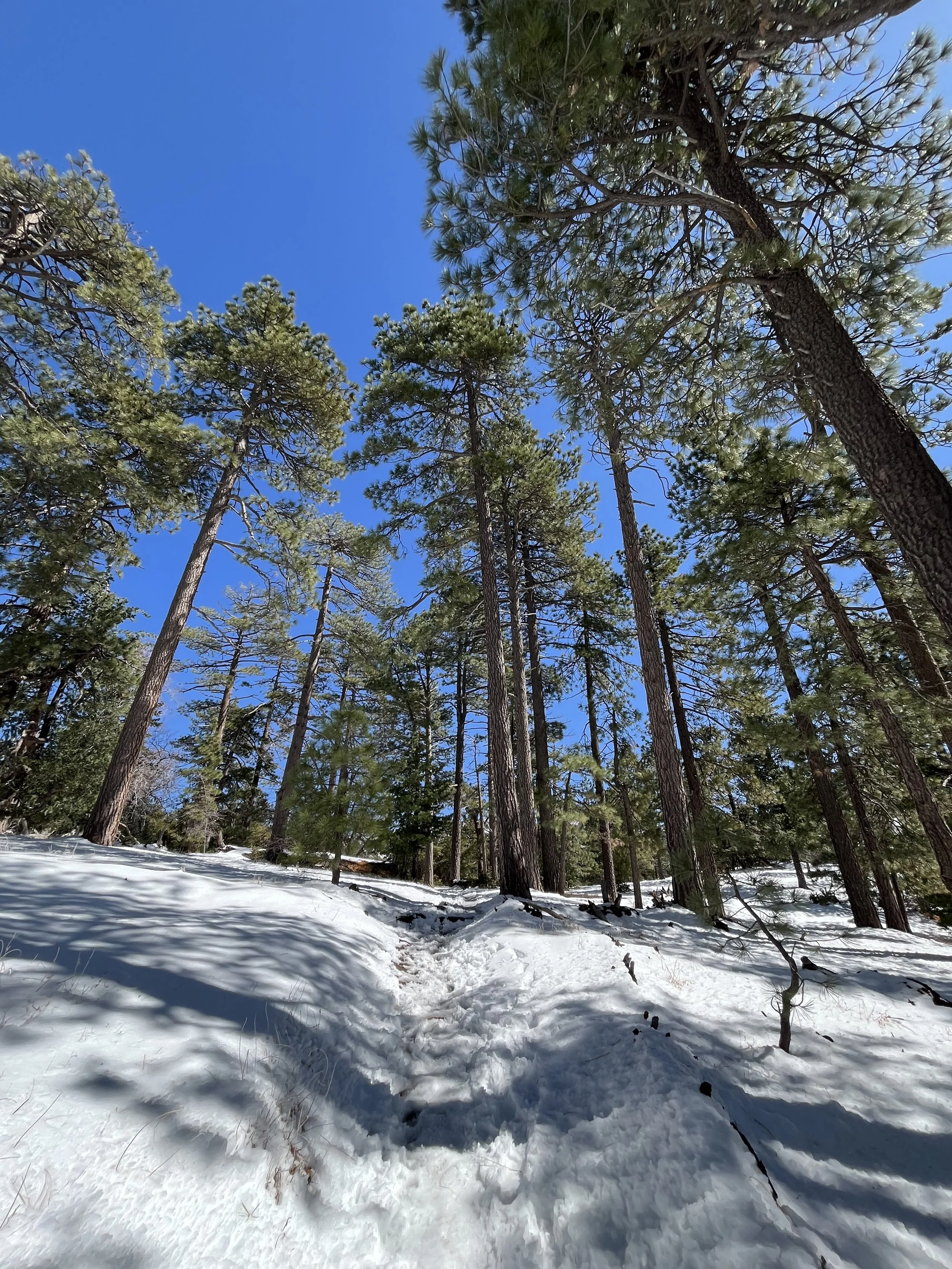 Idyllwild.jpg