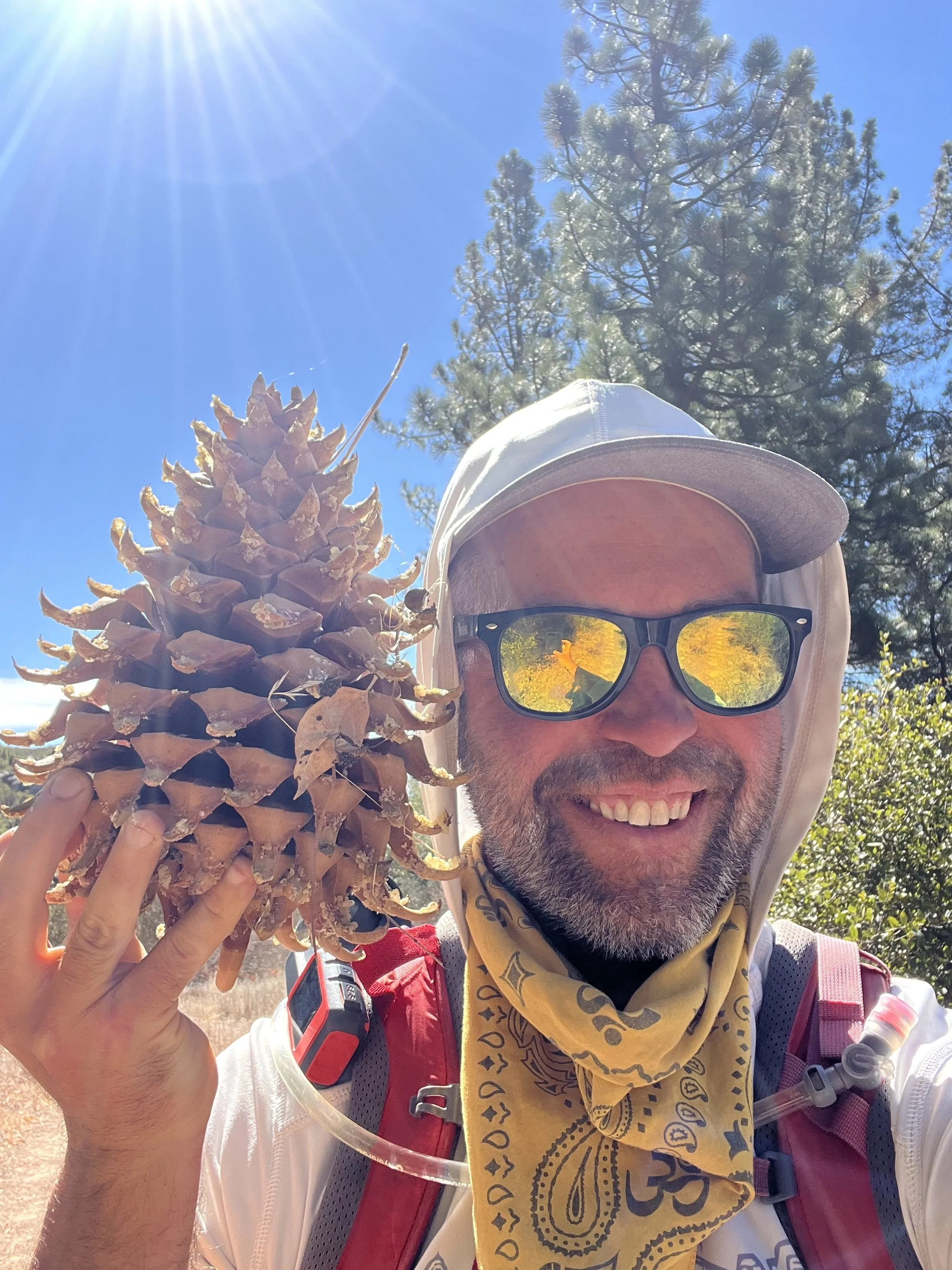 Mountain Center Pinecone.jpg
