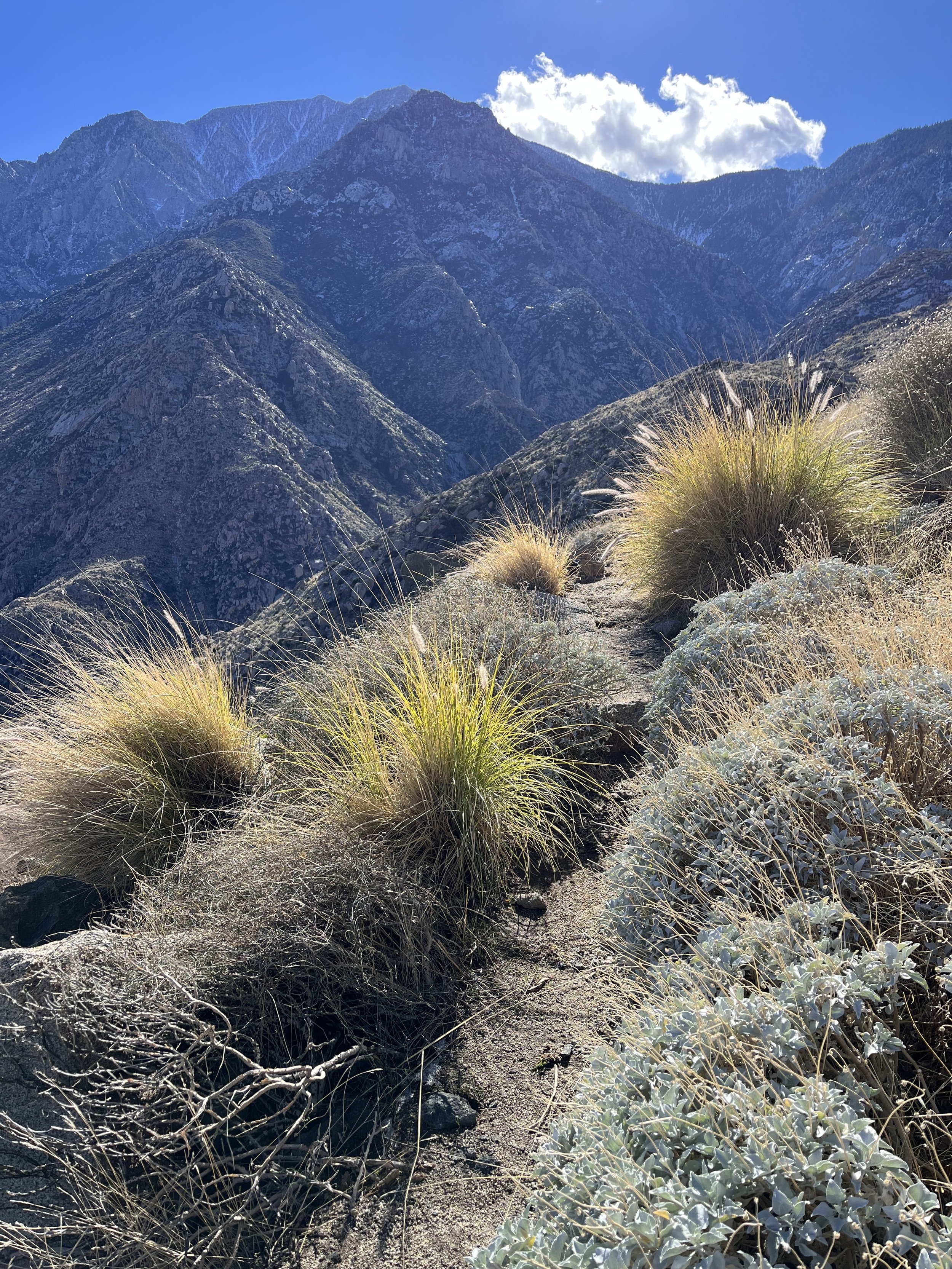 San Jacinto Descent PCT.jpg