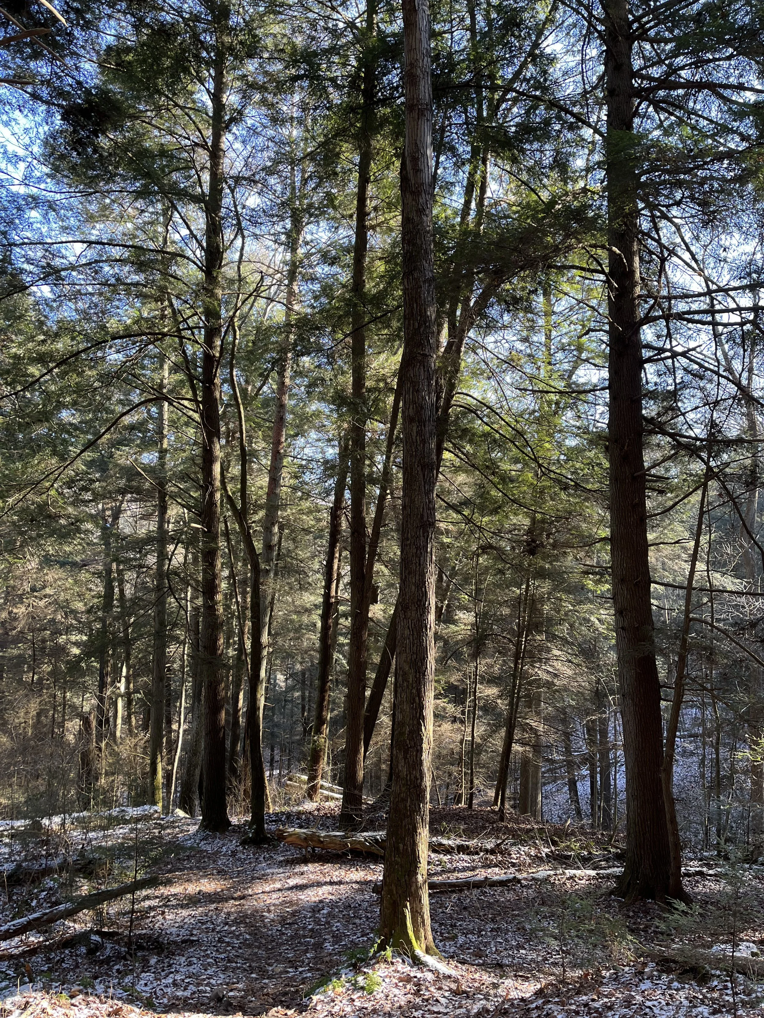 Winter Solstice Clear Creek Metro Park.jpeg