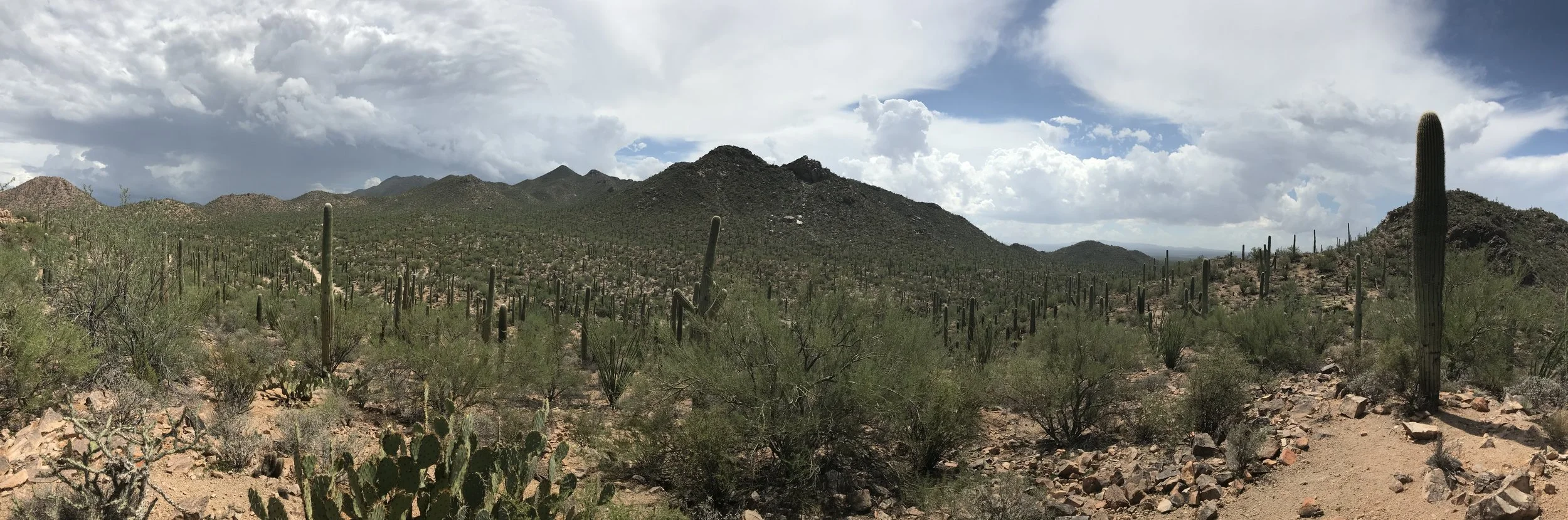 Saguaro National Park Arizona.jpeg