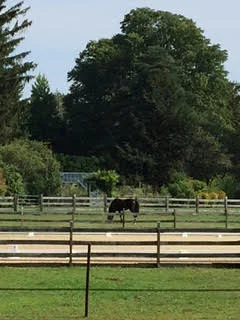 horse.jpg