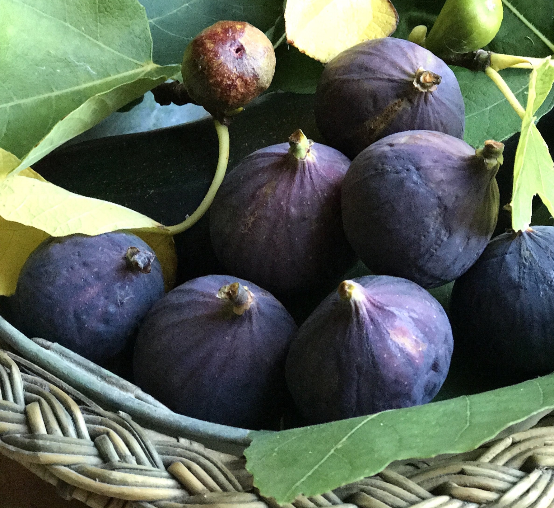 Squaskage figen tagetes citroncreme