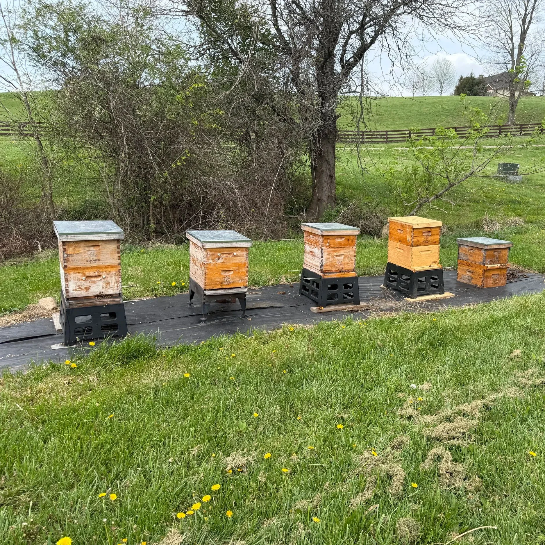 Apiary on the farm.