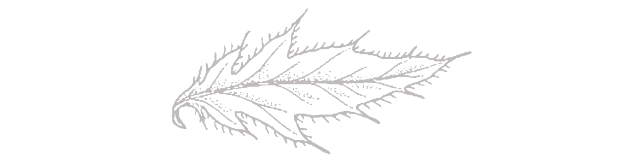 BH-Leaf.png