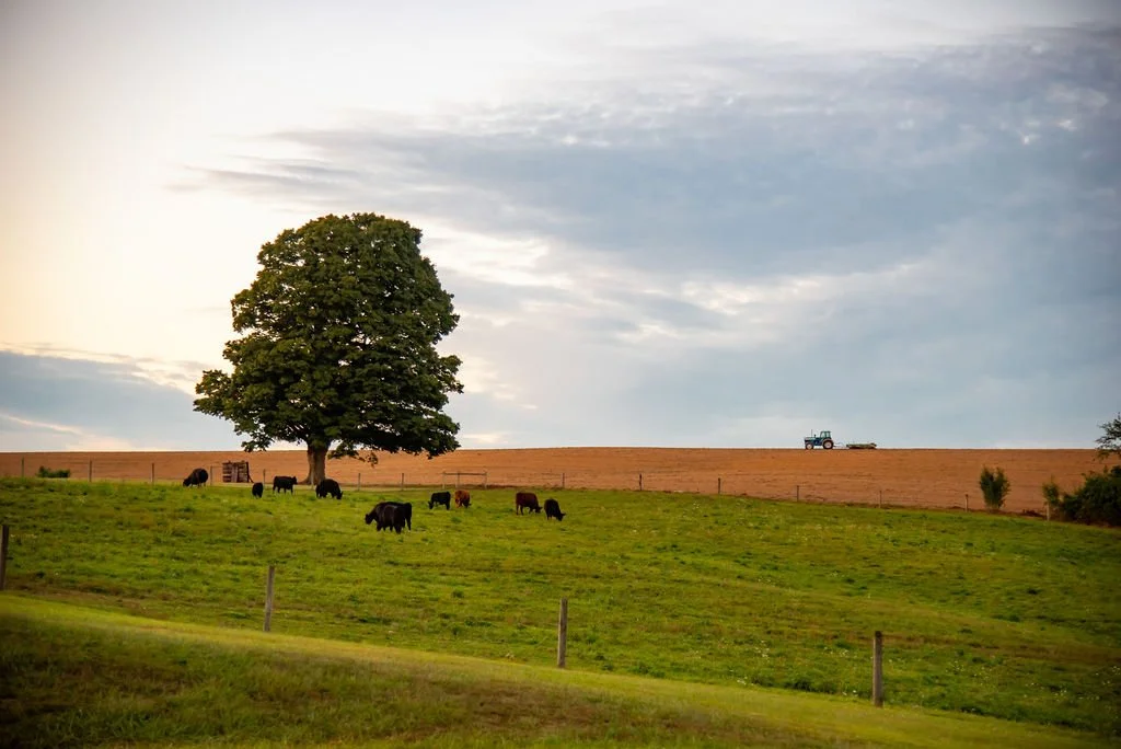 A scenic farmland scene with a large tree in the foreground, grazing cows, a tractor on a distant hill, and a mostly cloudy sky.