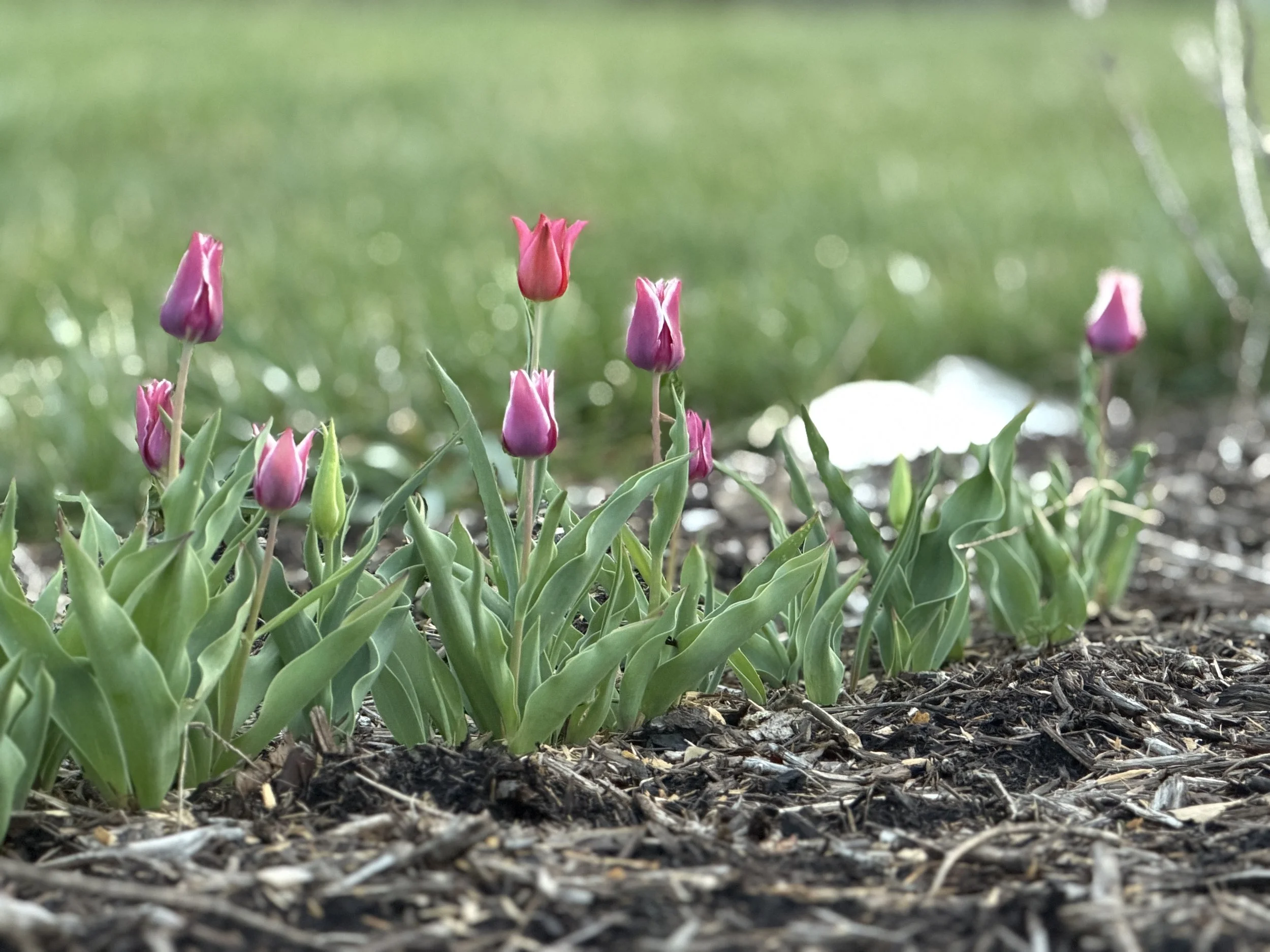 Pink and purple tulips blooming in a garden bed with green grass in the background.