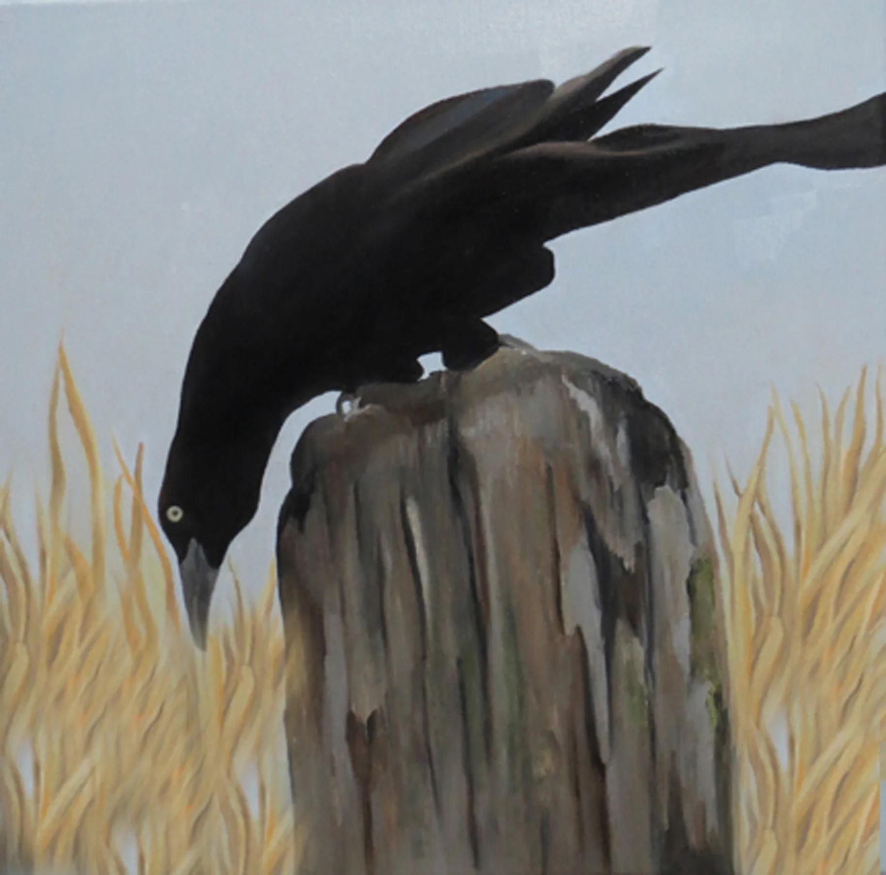 Curious Black Bird - Sold