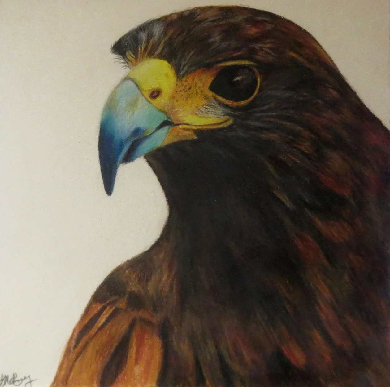 Hawk