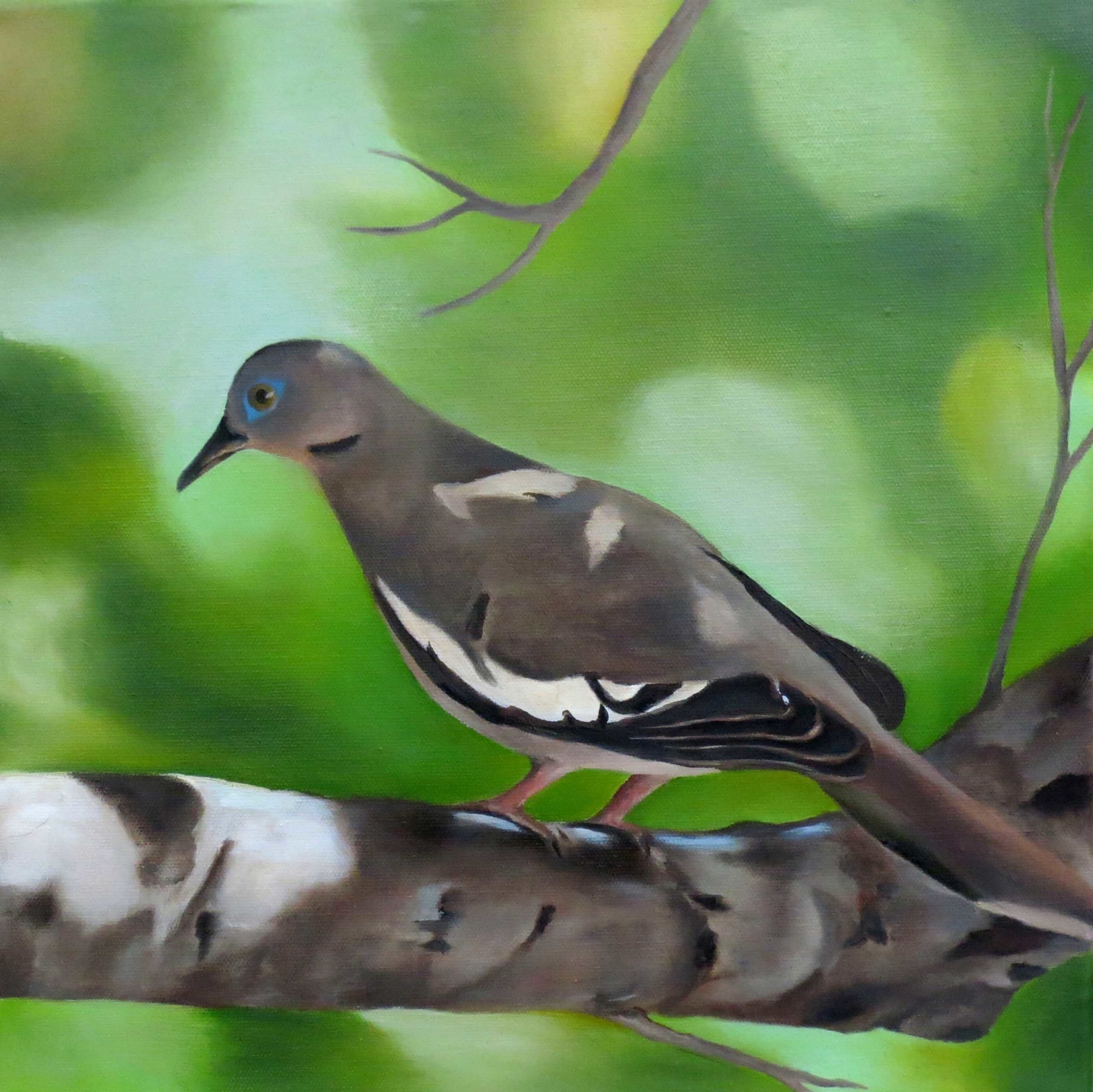 Dove on Lookout - Sold