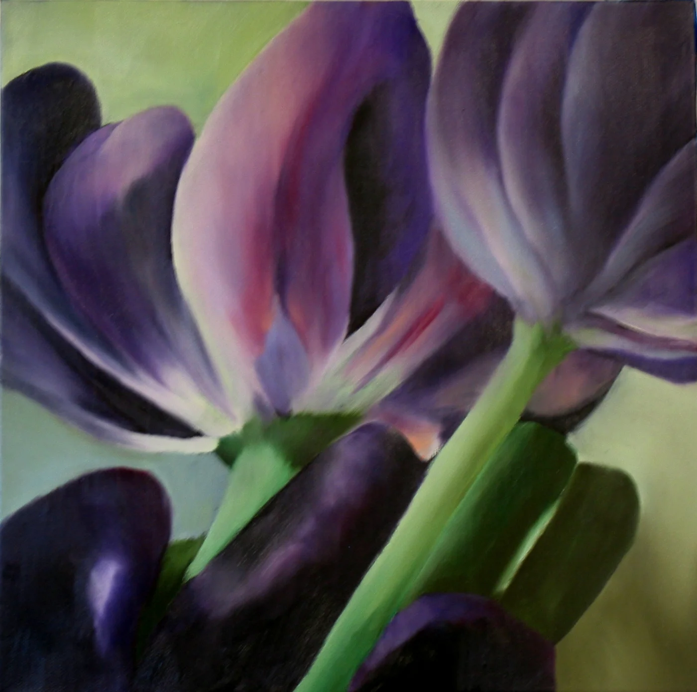 Purple Tulips 
