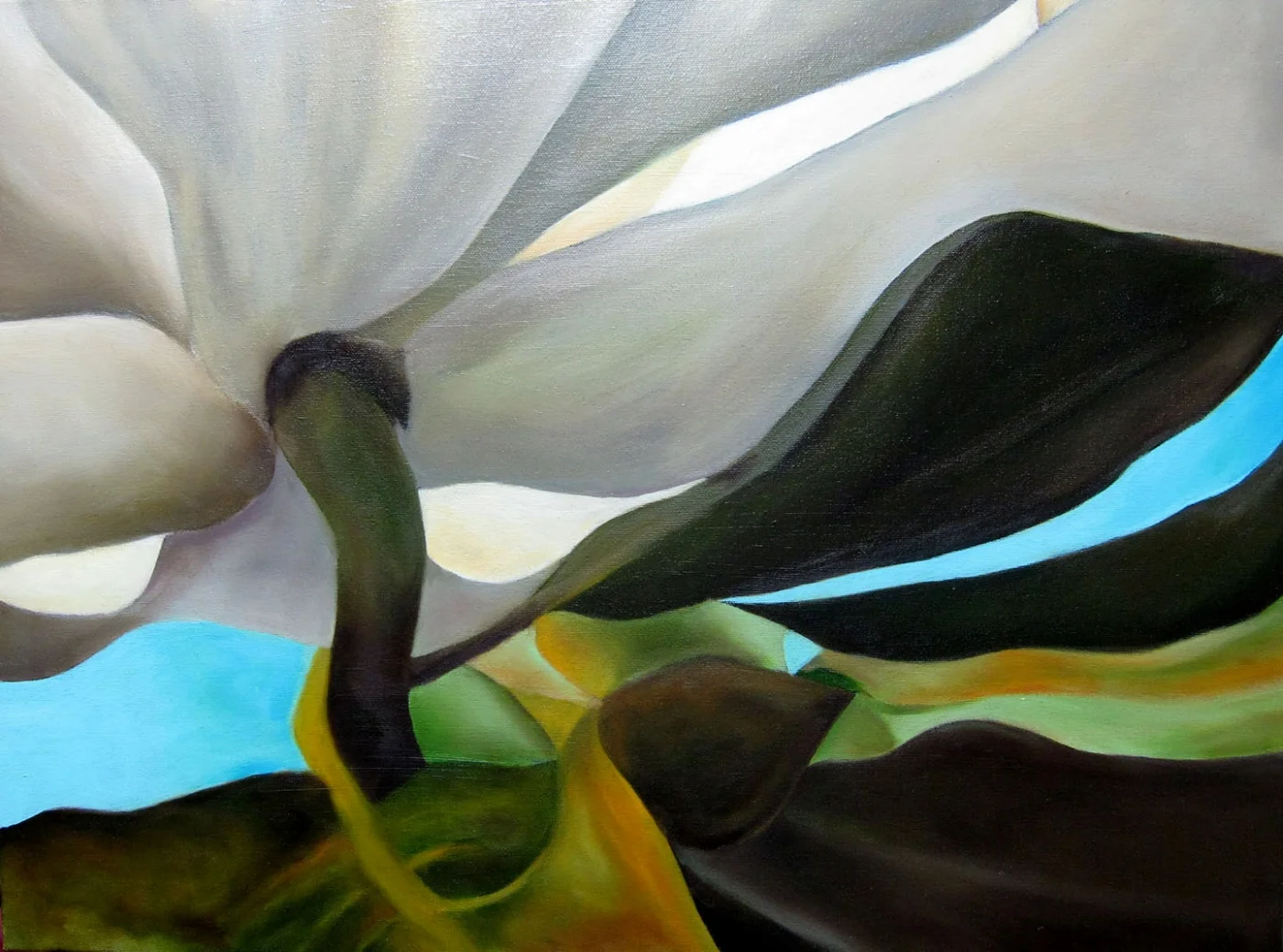 Magnolia 
