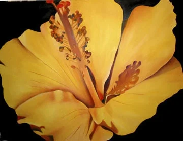 Yellow Hibiscus 