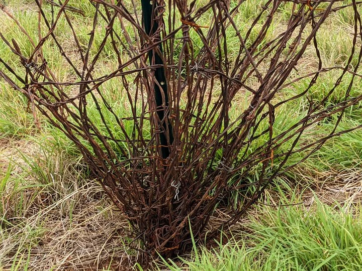 "Texas Tumbleweed"