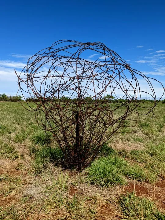 Texas Tumbleweed